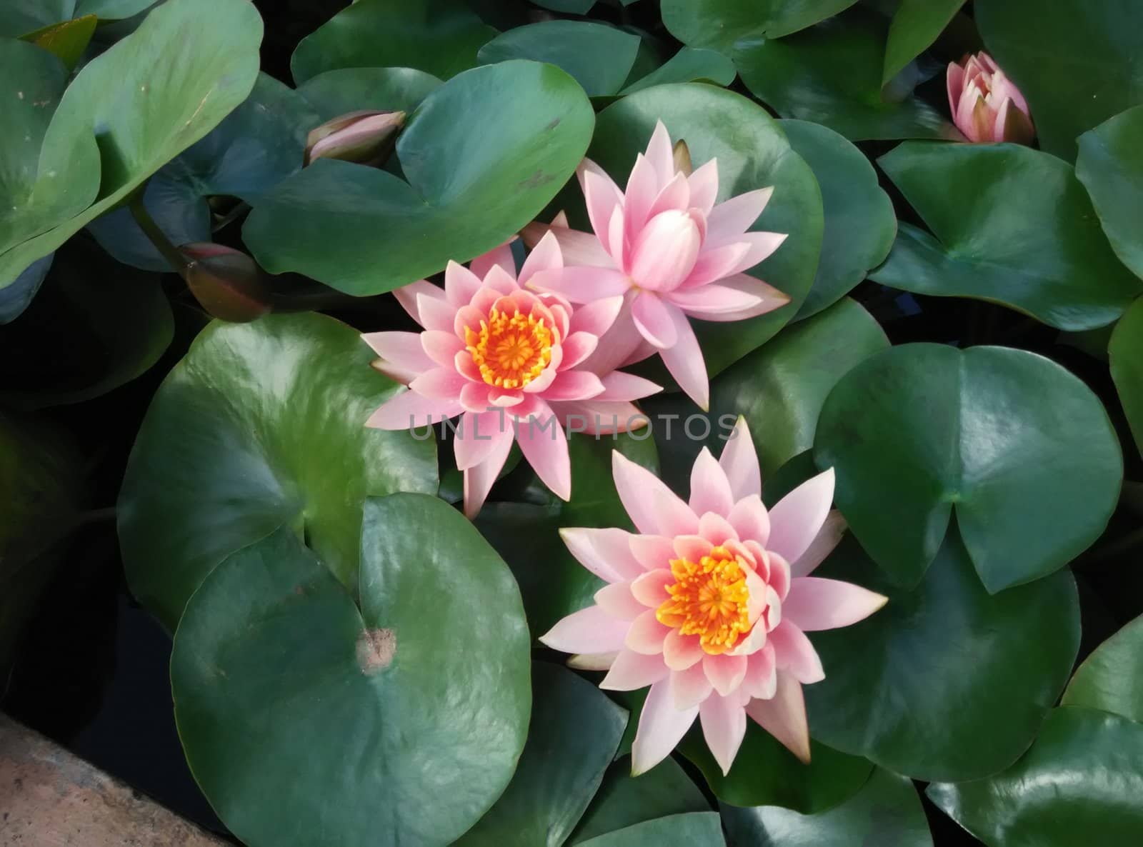 water lilies in the pond