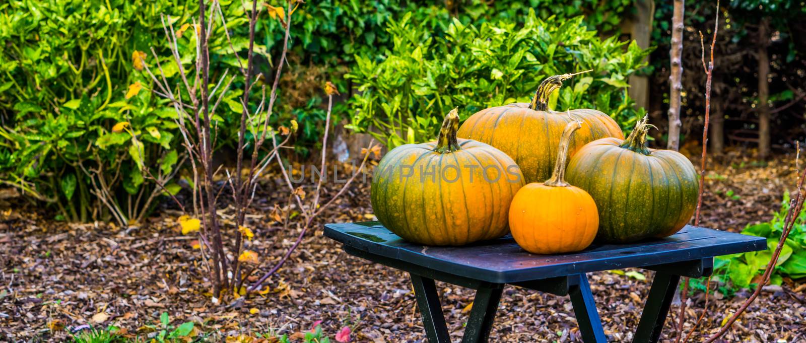 closeup of orange and green pumpkins on a garden table, halloween and autumn background, Traditional holiday decorations