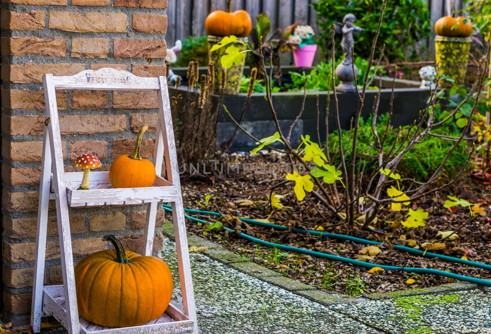 Autumn season garden, Traditional halloween and fall decorations, seasonal background