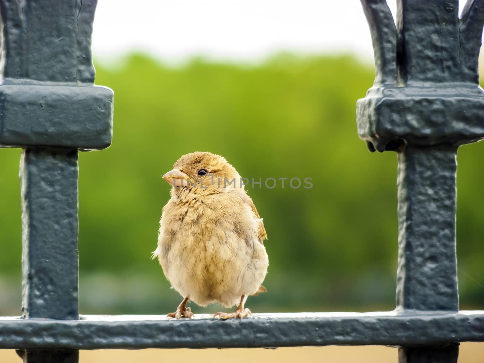 Sparrow sitting on the railing of a park by ankarb