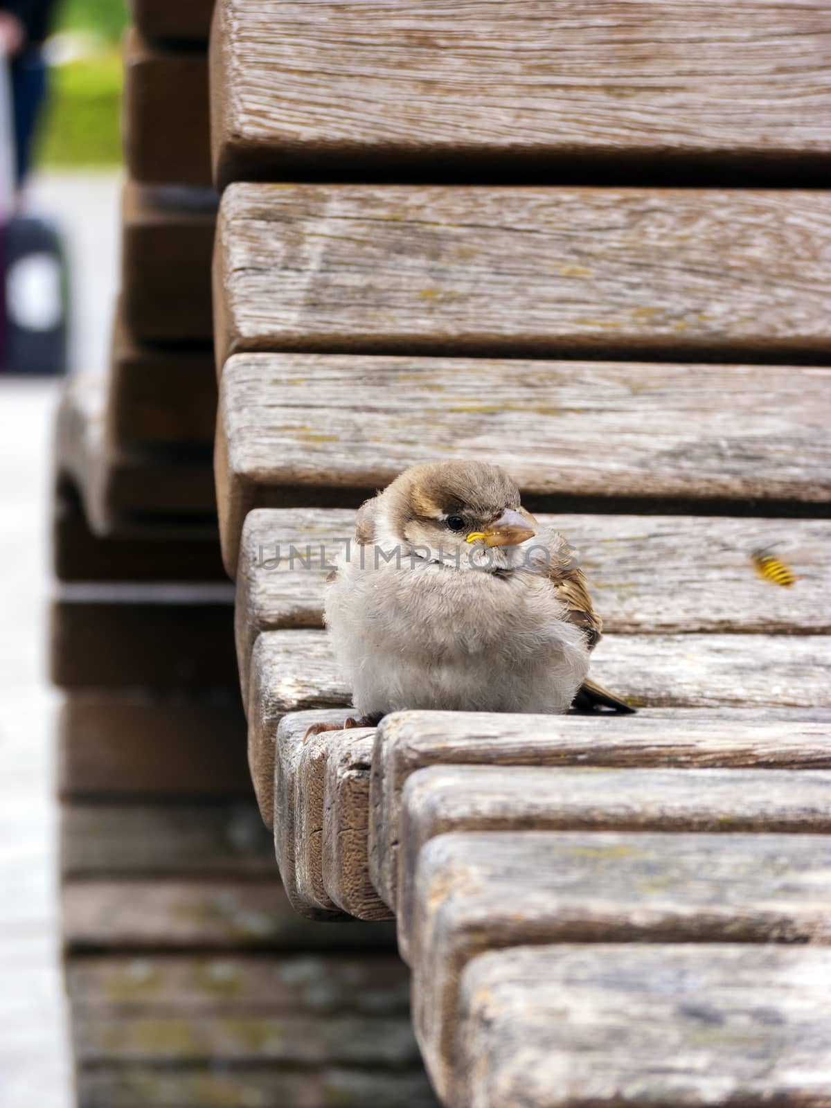 Sparrow sitting on the railing of a park by ankarb