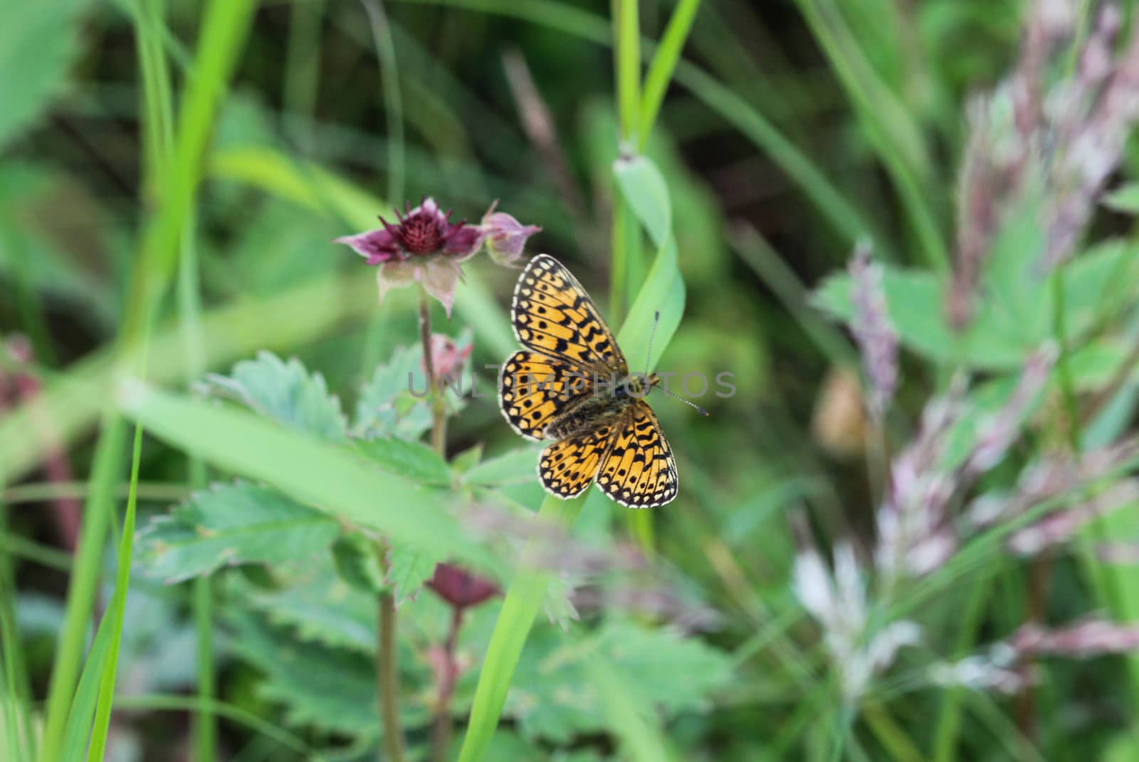 Close up of Boloria eunomia, the bog fritillary or ocellate bog fritillary butterfly of the family Nymphalidae