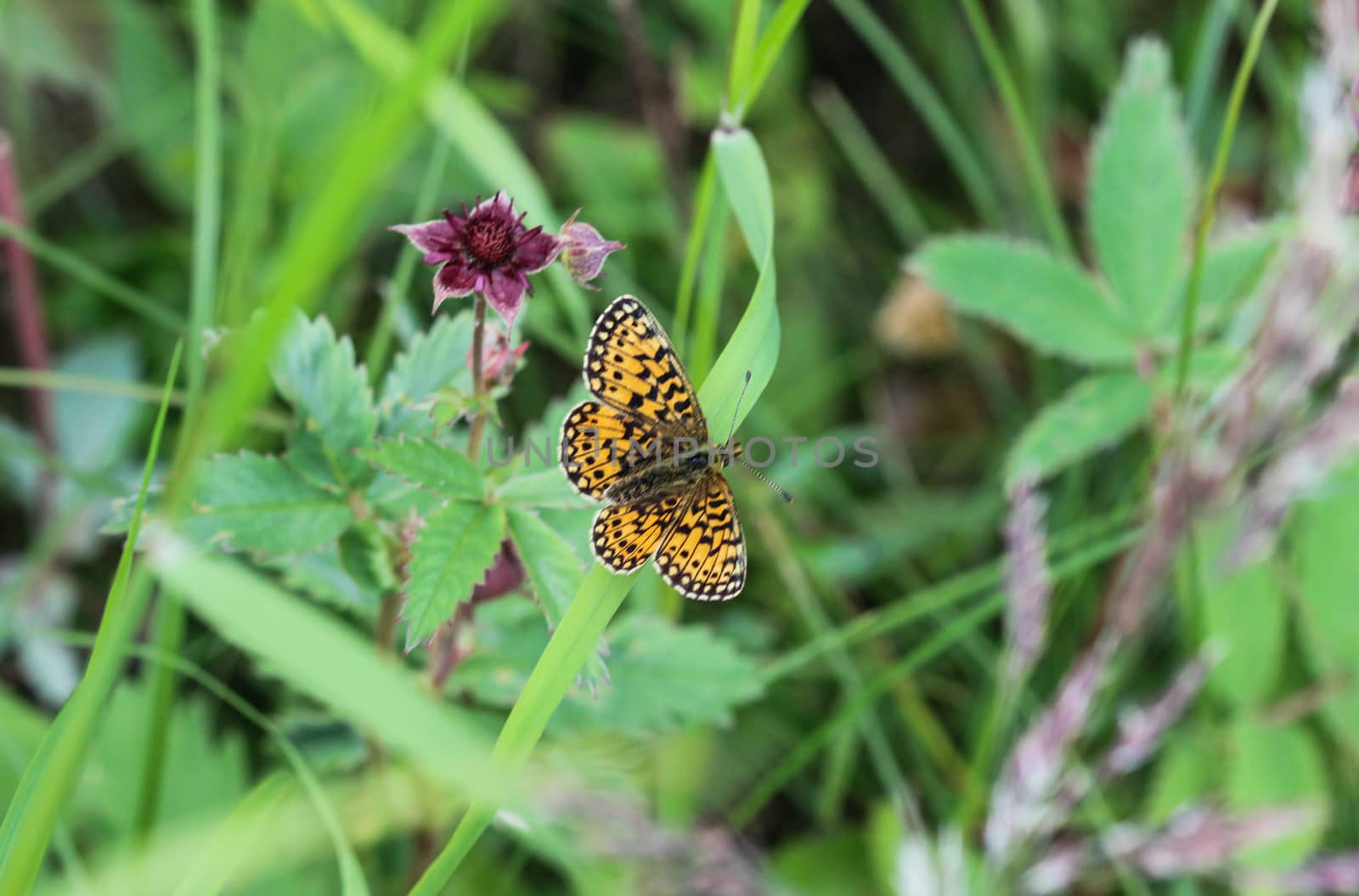 Boloria eunomia, the bog fritillary or ocellate bog fritillary butterfly of the family Nymphalidae by michaelmeijer