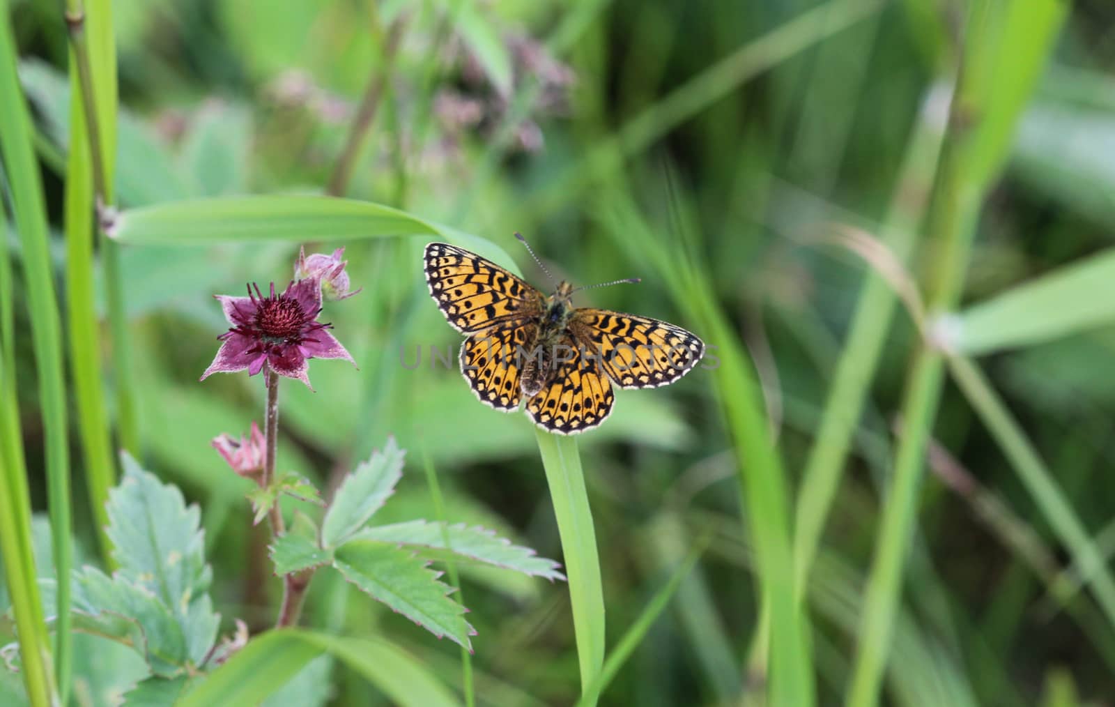 Close up of Boloria eunomia, the bog fritillary or ocellate bog fritillary butterfly of the family Nymphalidae