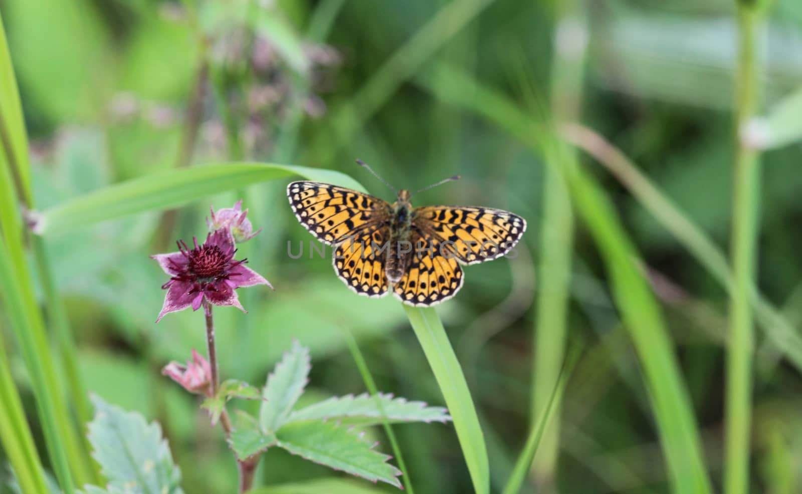 Boloria eunomia, the bog fritillary or ocellate bog fritillary butterfly of the family Nymphalidae by michaelmeijer