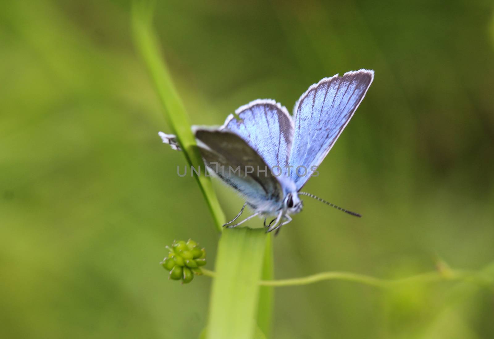 Polyommatus dorylas, the turquoise blue butterfly of the family Lycaenidae by michaelmeijer