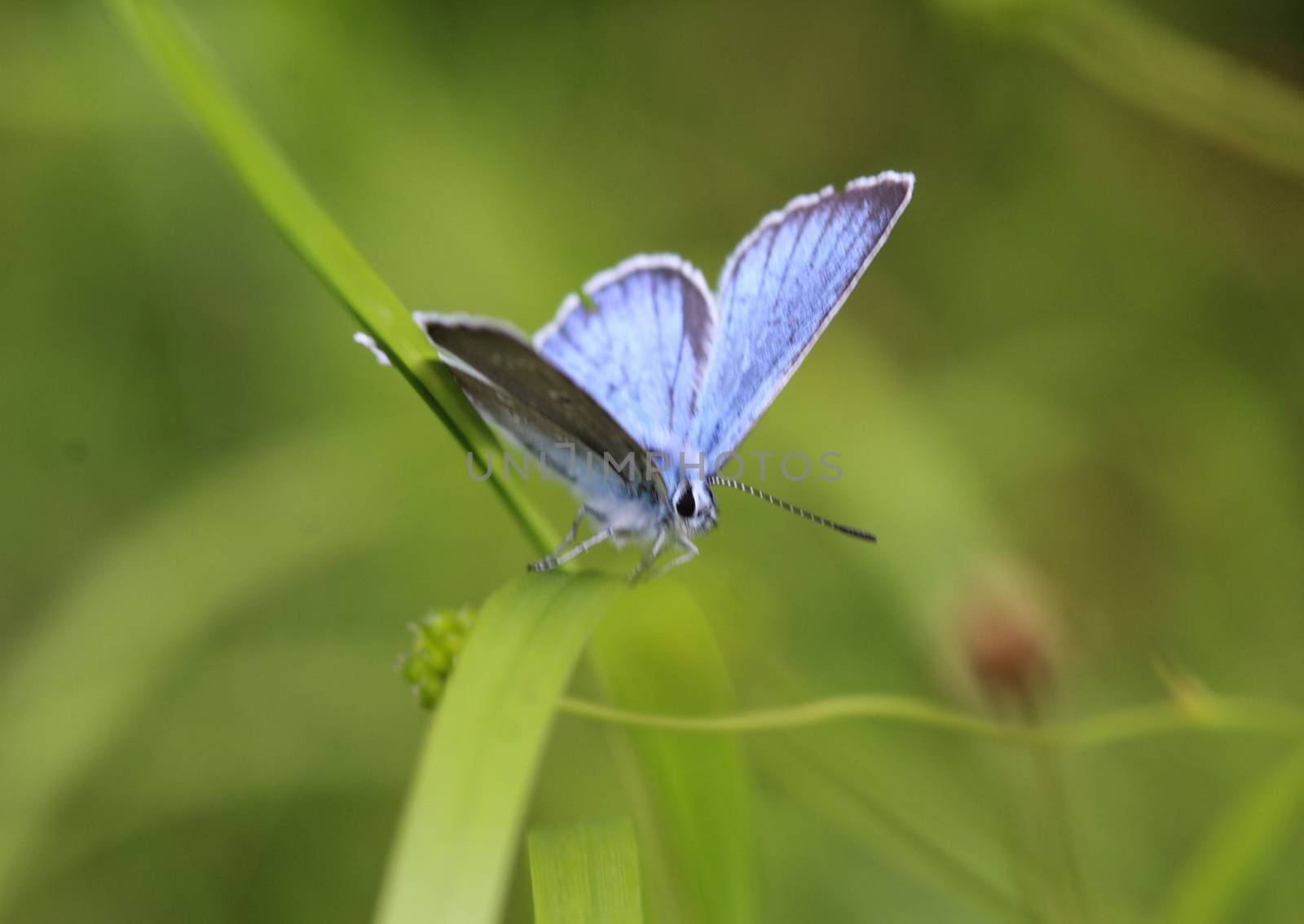 Close up of Polyommatus dorylas, the turquoise blue butterfly of the family Lycaenidae