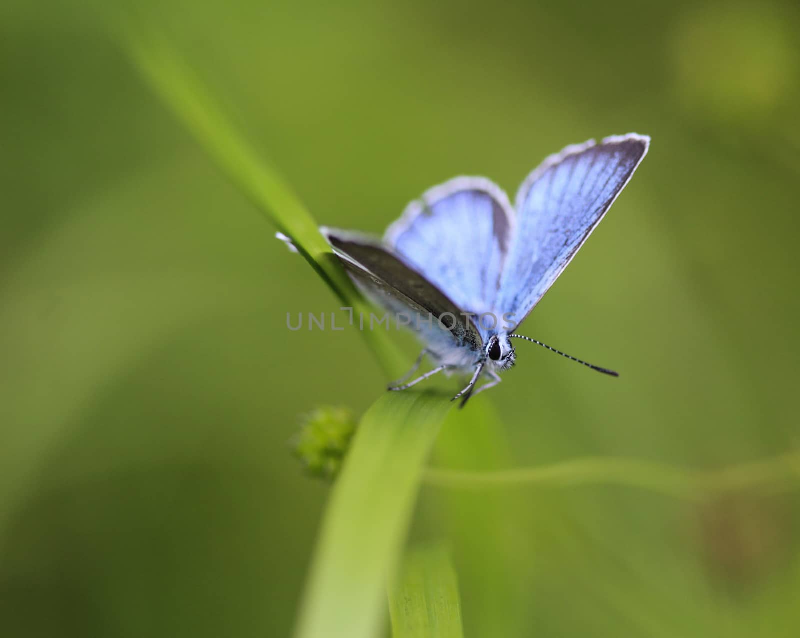 Polyommatus dorylas, the turquoise blue butterfly of the family Lycaenidae by michaelmeijer