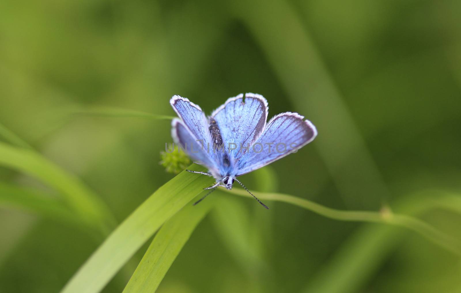 Polyommatus dorylas, the turquoise blue butterfly of the family Lycaenidae by michaelmeijer