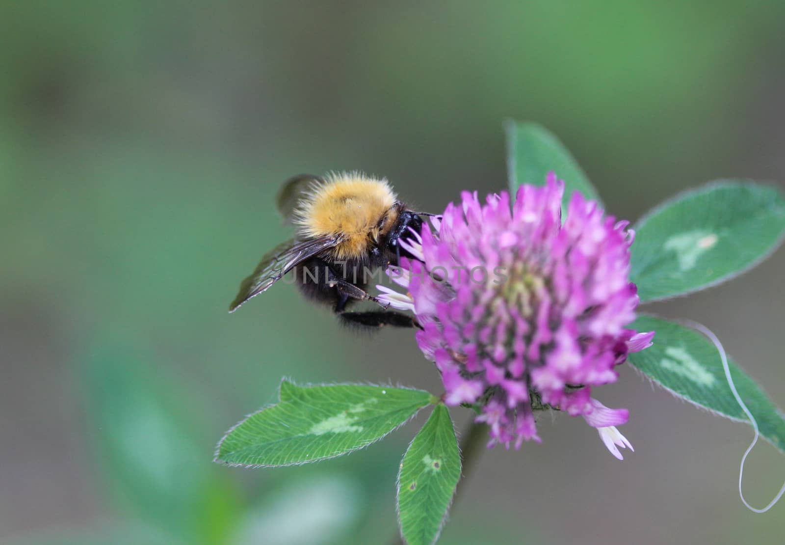 Close up of Bombus pascuorum bumblebee, the common carder bee on flower