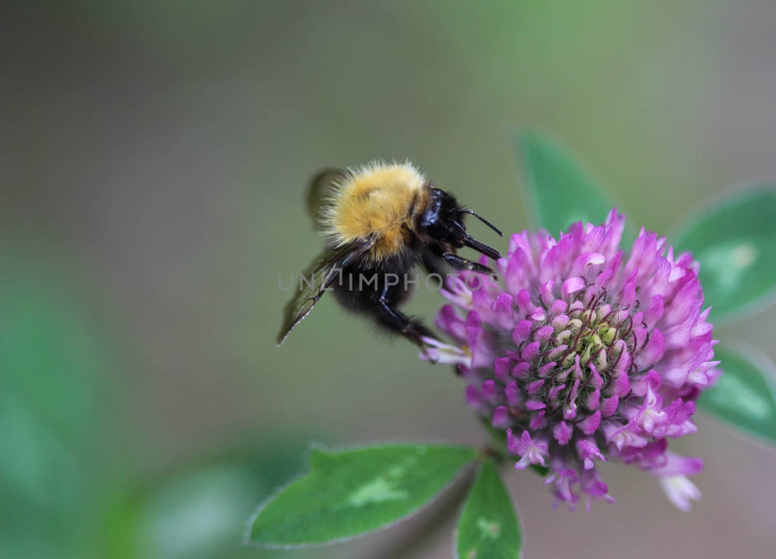 Close up of Bombus pascuorum bumblebee, the common carder bee on flower