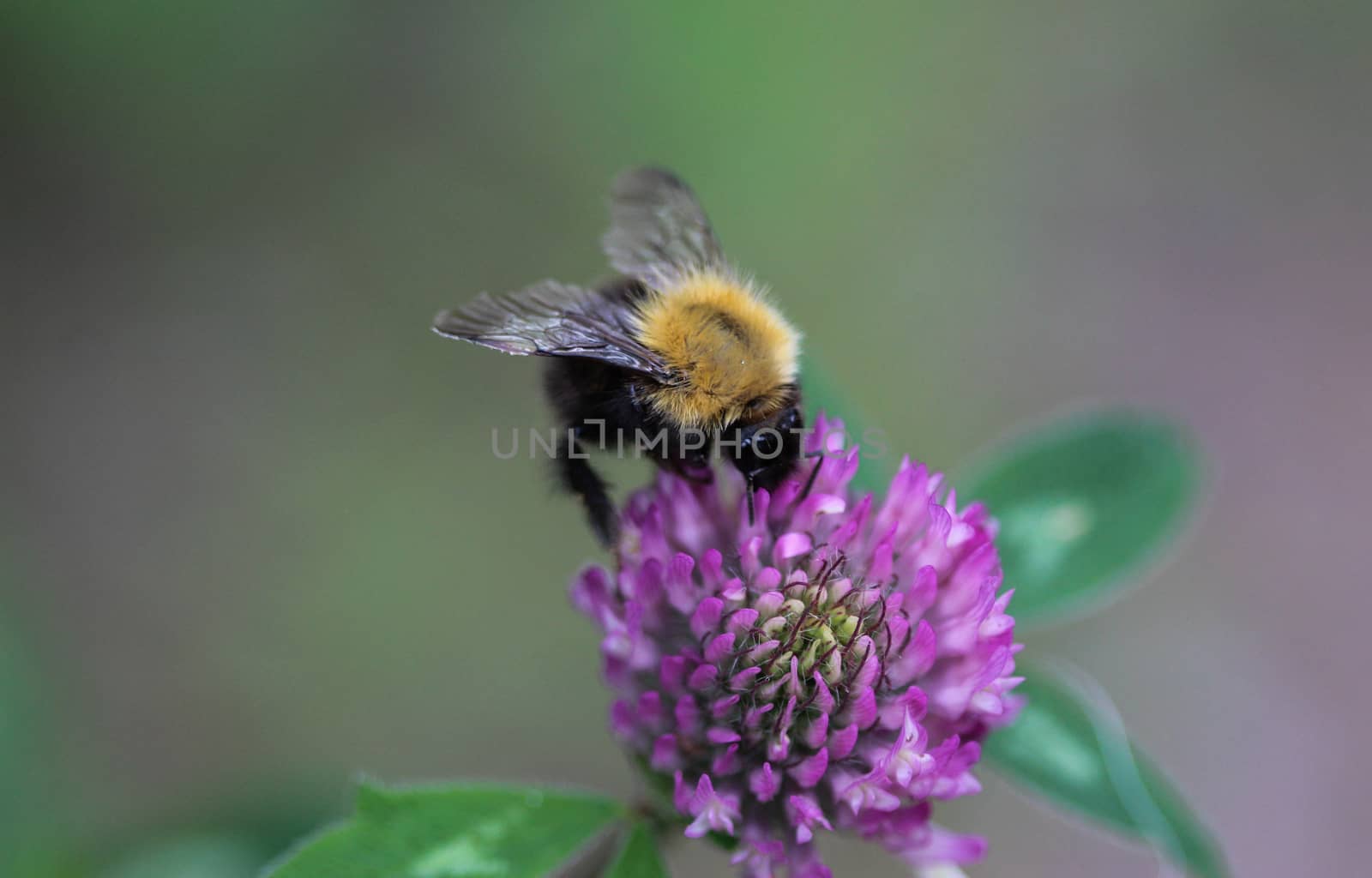 Bombus pascuorum bumblebee, the common carder bee on flower by michaelmeijer
