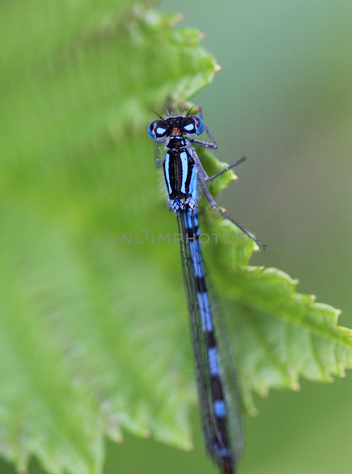 Close up of dainty damselfly, Coenagrion scitulum, on leaf by the river