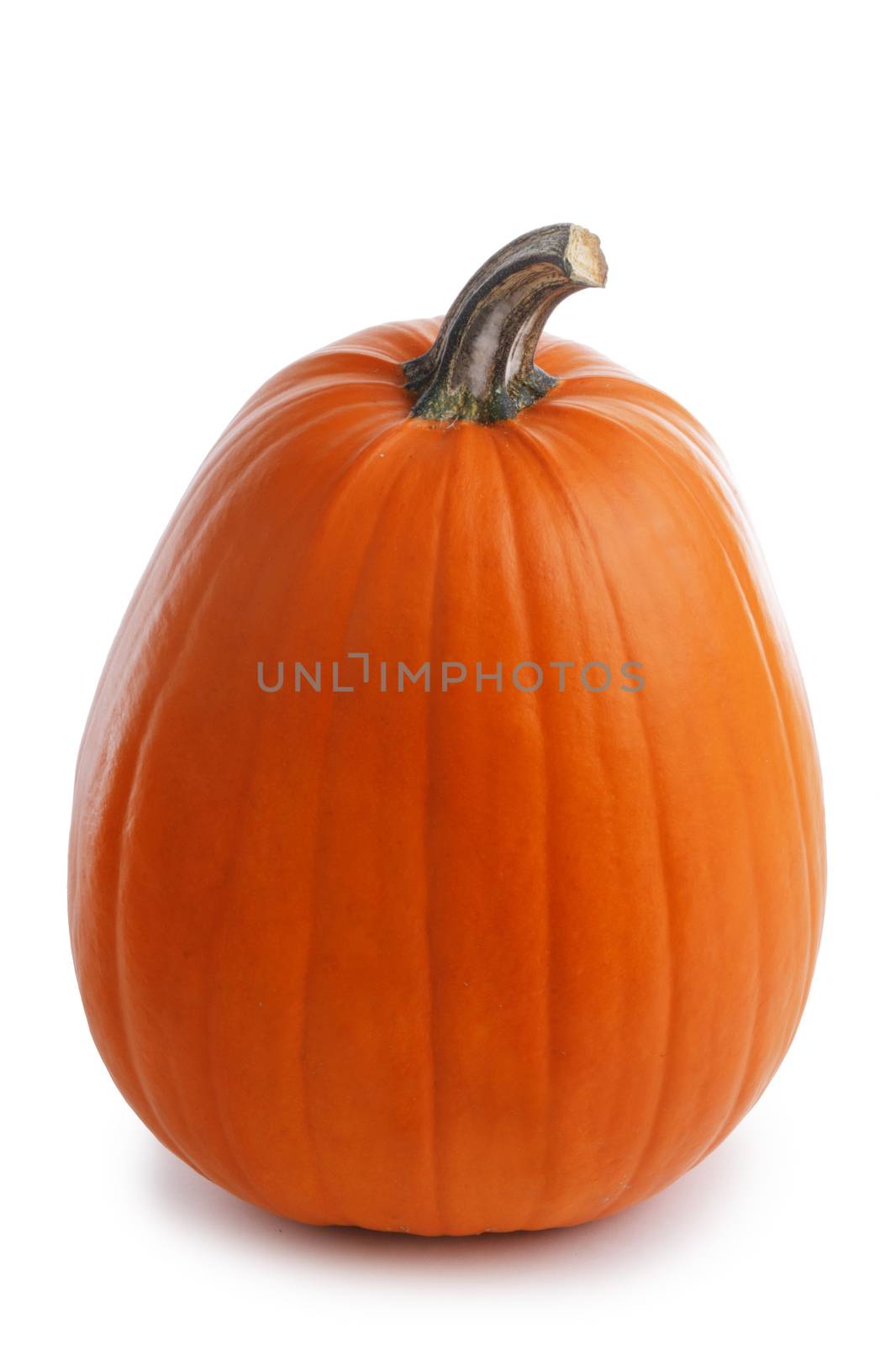 One perfect pumpkin isolated on white background