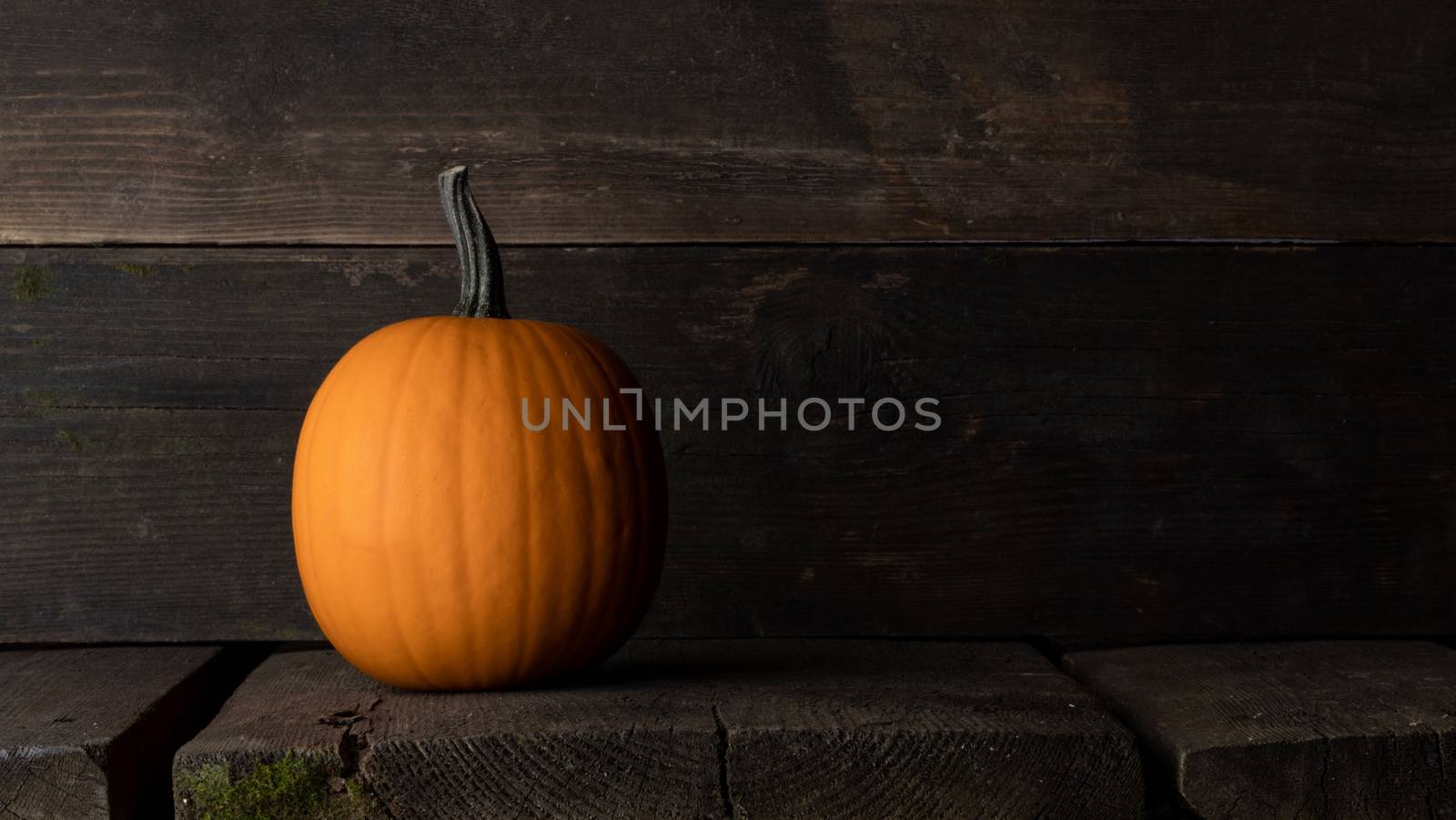 One orange pumpkin on dark wooden background with copy space for text , Halloween concept