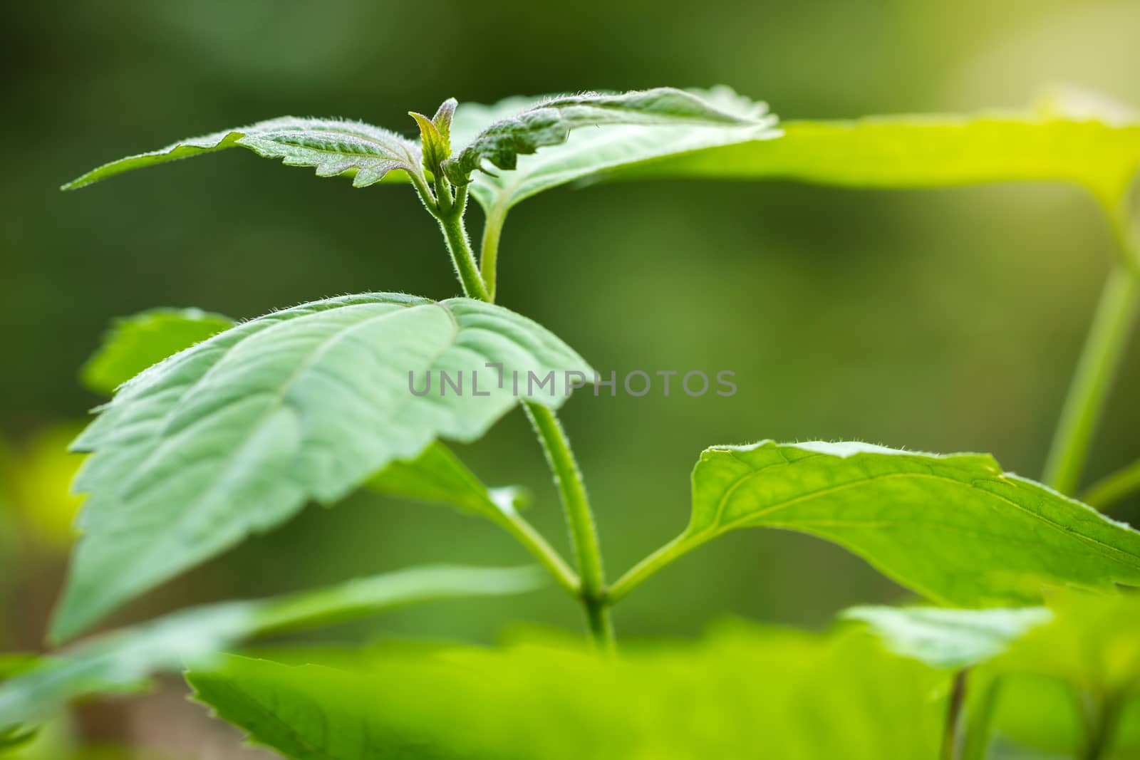 Bitter bush or siam weed and morning sunlight. Closeup and copy space for text. Concept of herb or First aid in forest.