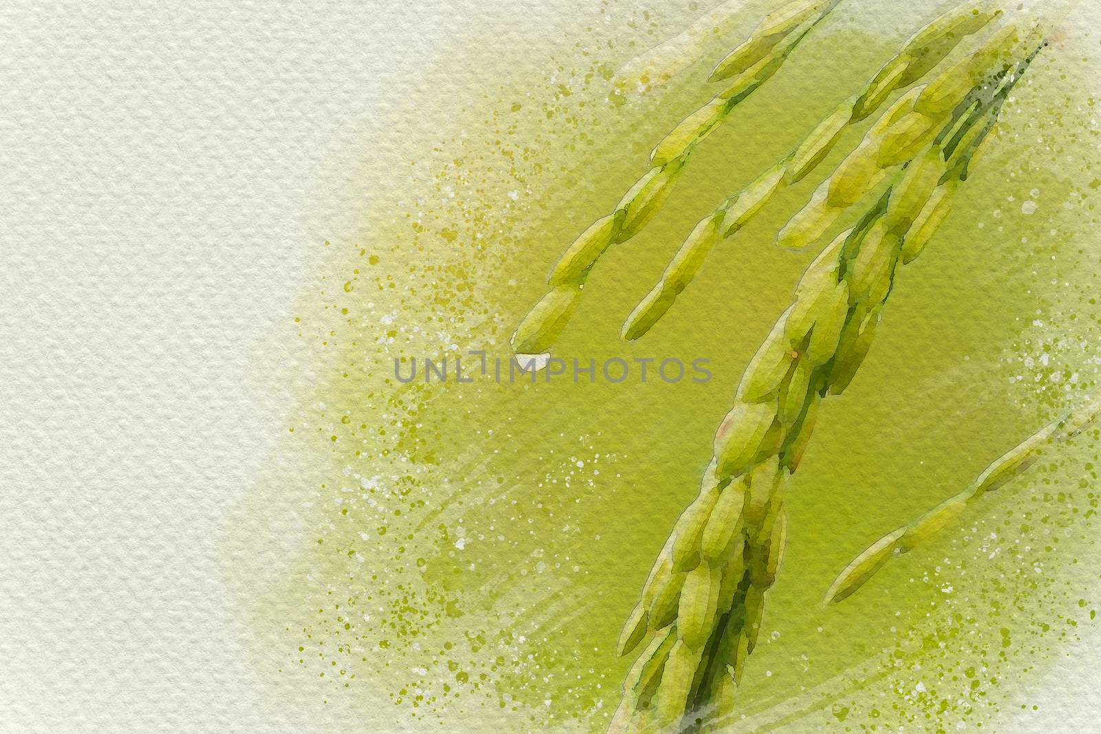 Closeup rice grains and dew drops in paddy. Digital watercolor p by SaitanSainam