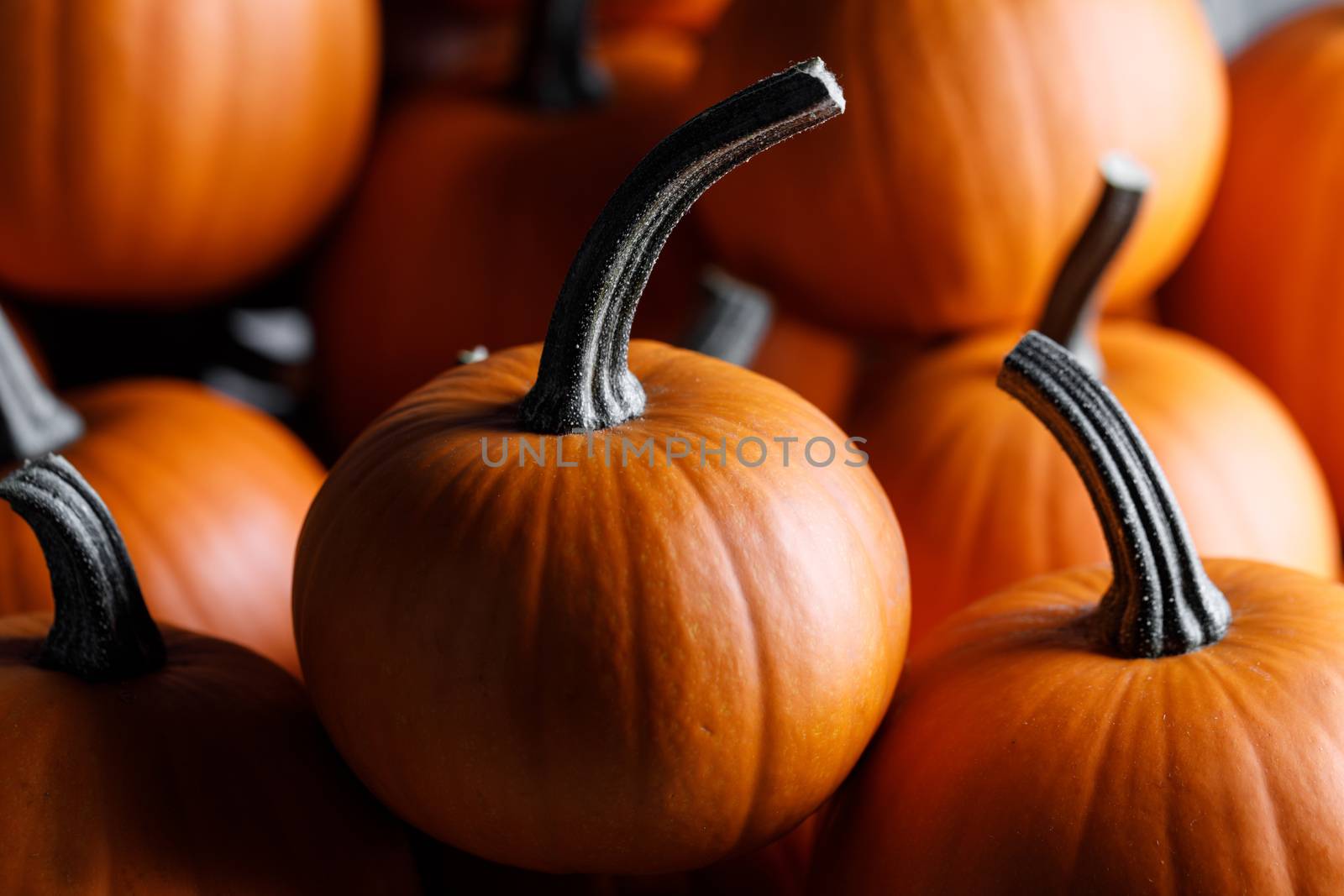 Many orange pumpkins background , Halloween holiday concept