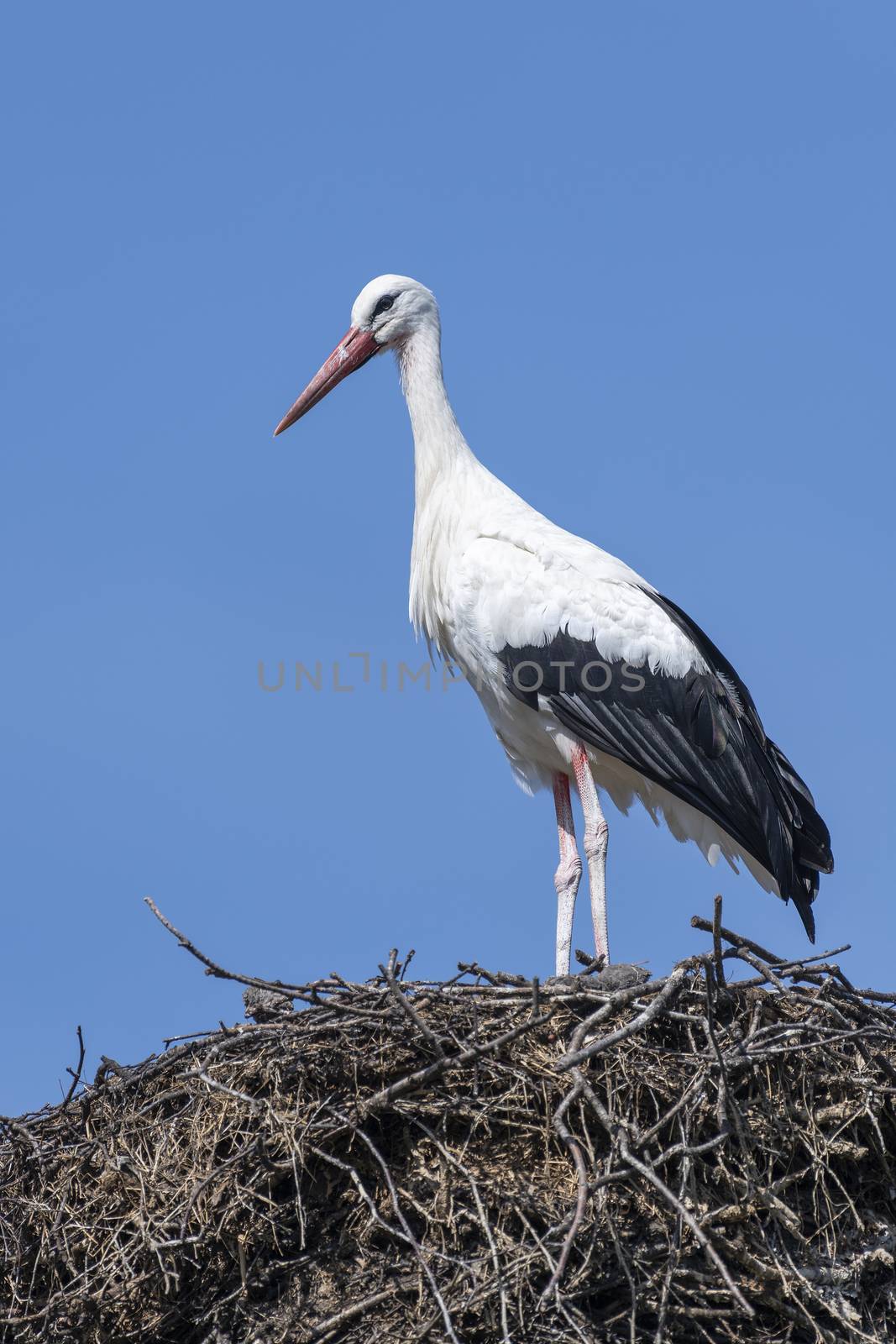 Stork on a big nest
 by Tofotografie