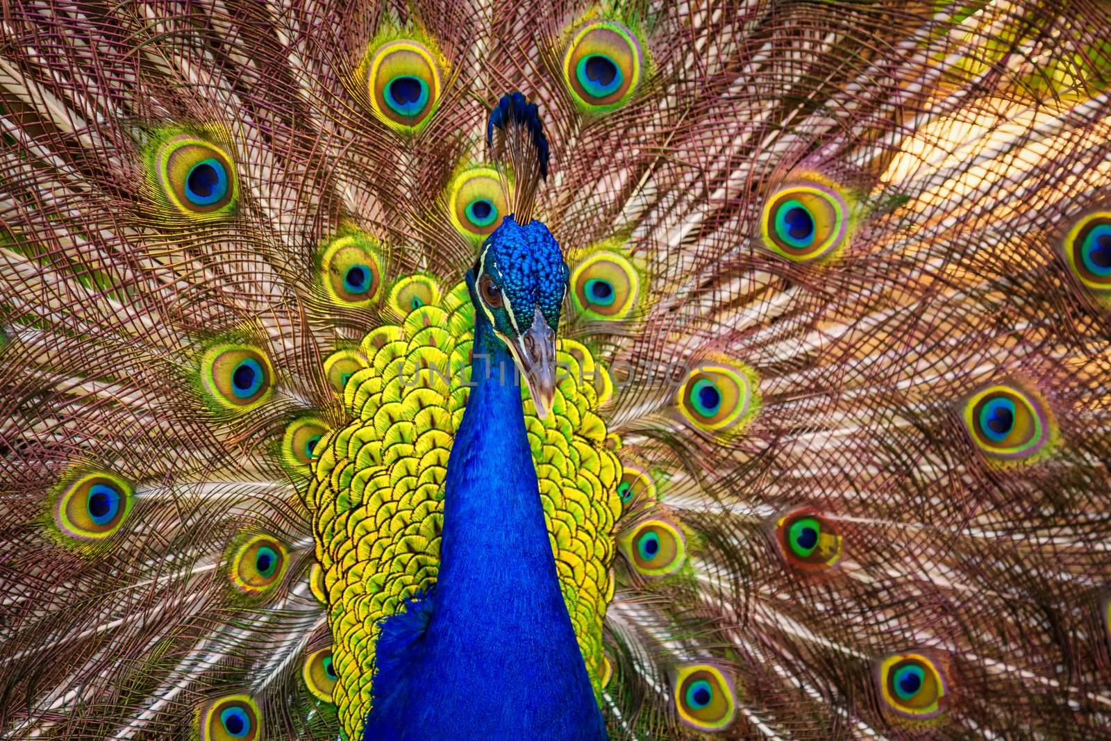 A Male Peacock Showing its Feathers, Kauaii, Hawaii. Color Image.