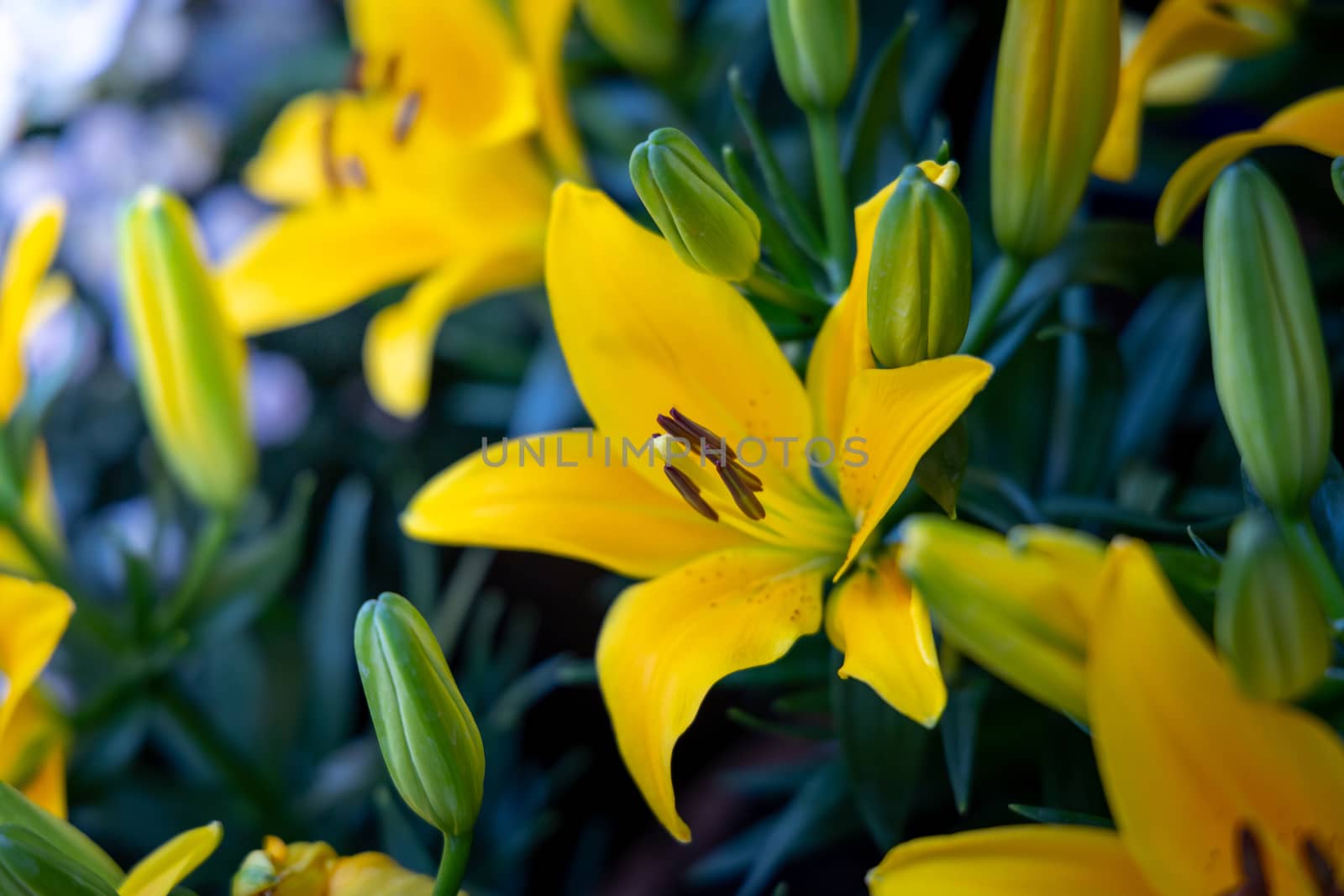 The background image of the colorful flowers, background nature