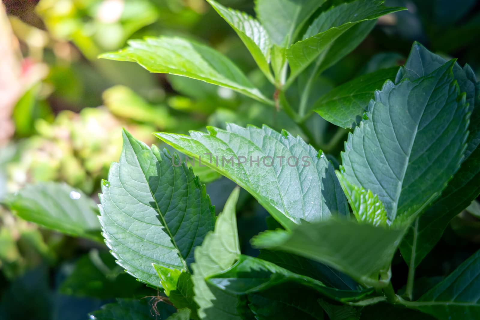 Close Up green leaf under sunlight in the garden. Natural background with copy space.