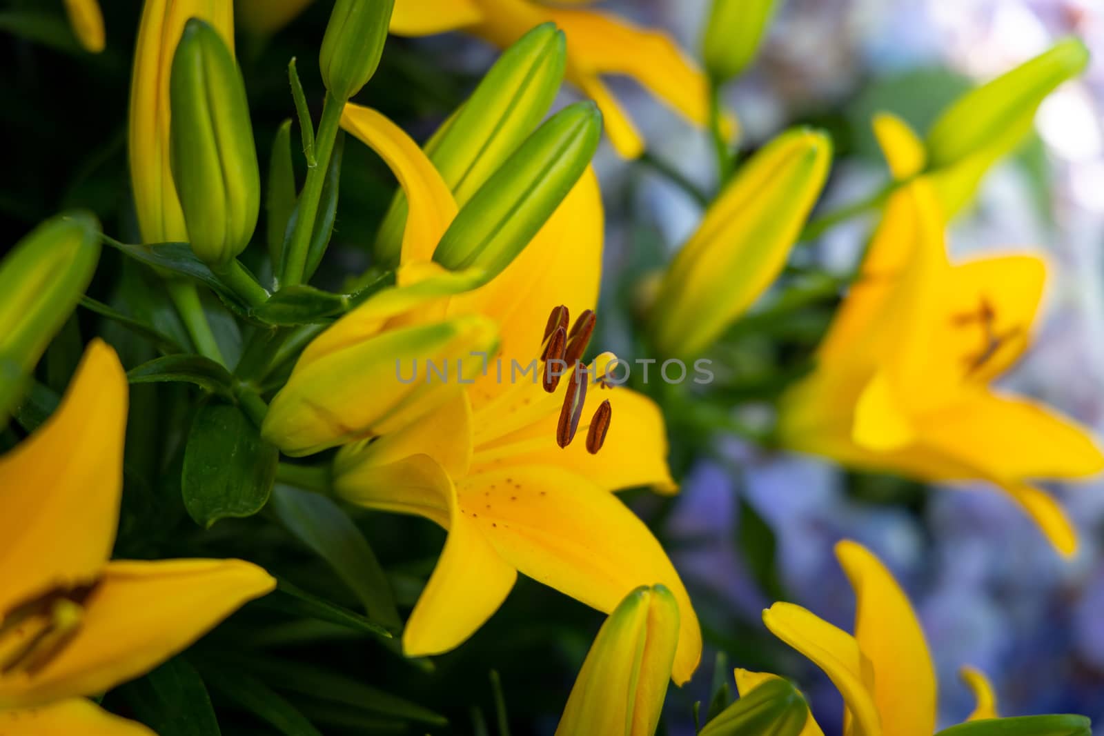 The background image of the colorful flowers, background nature