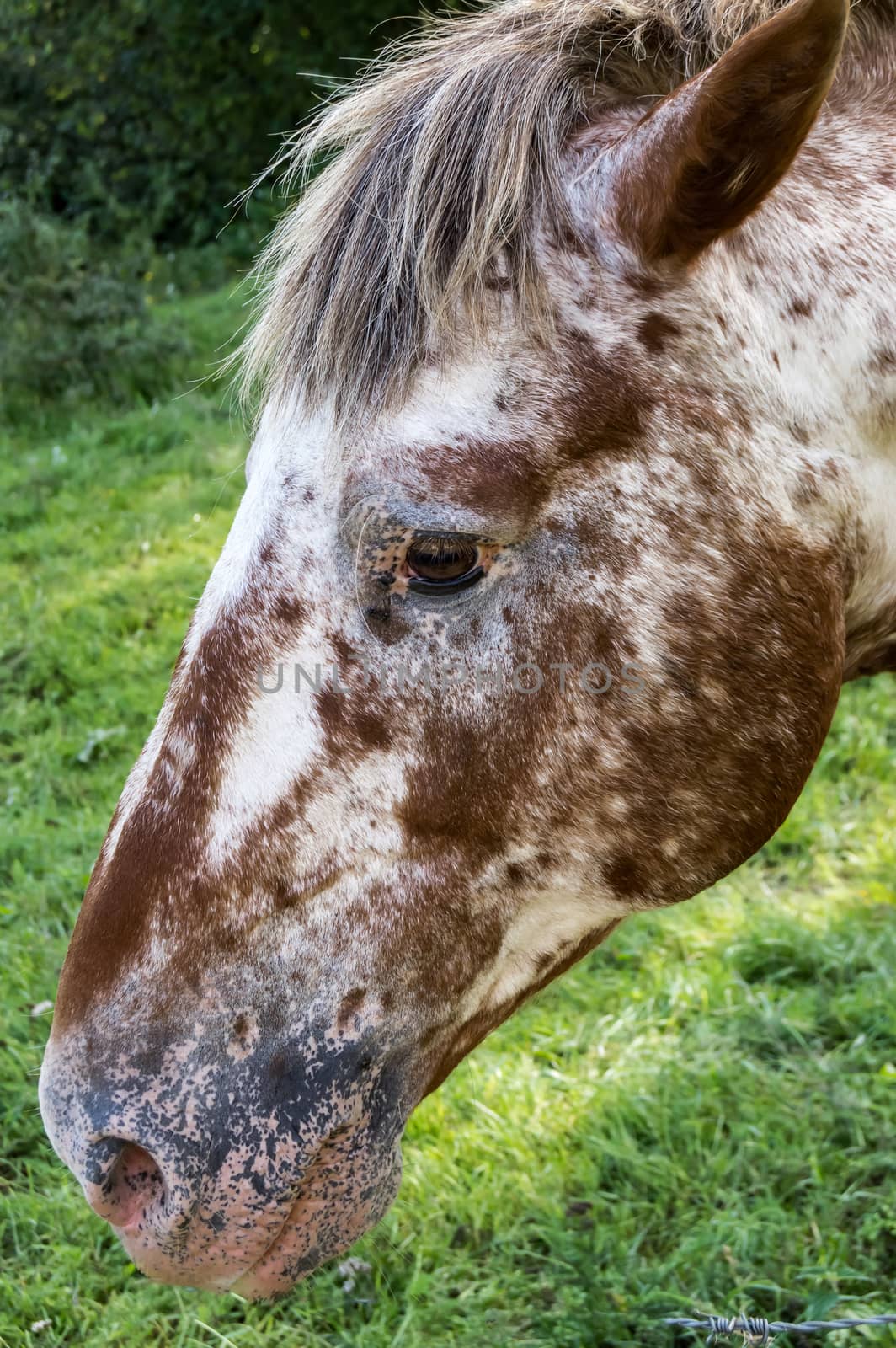 Head of a white and white red horse in a meadow