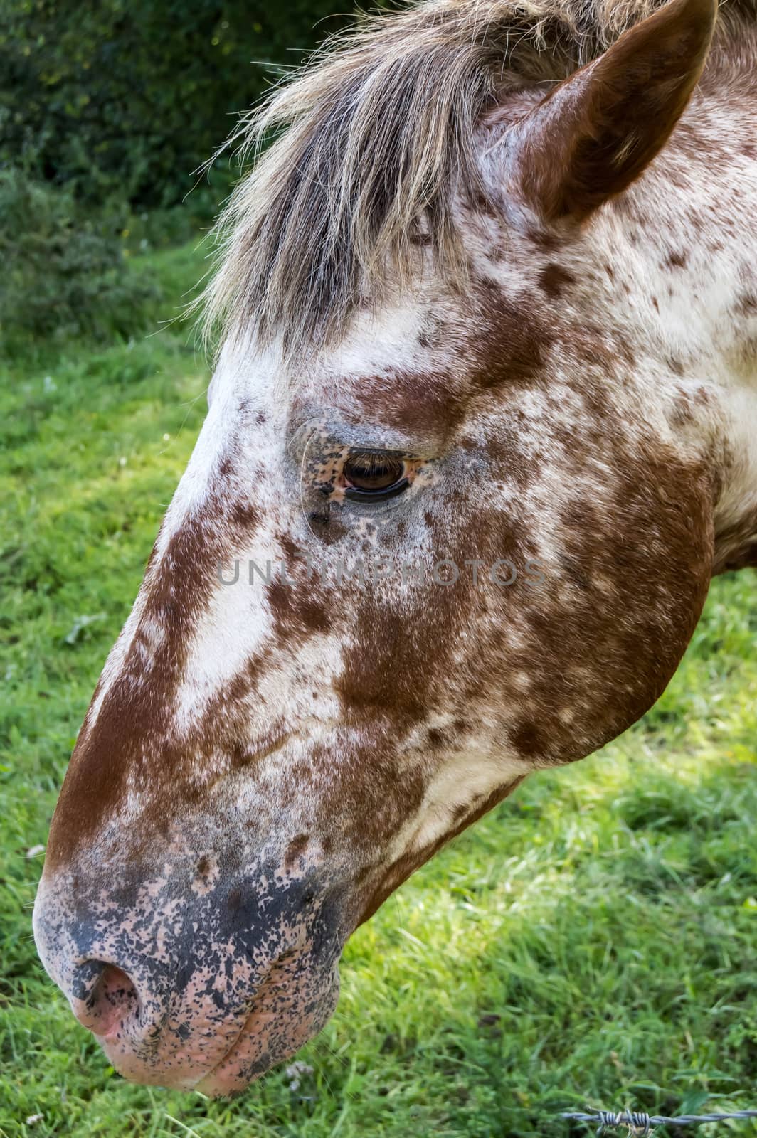 Head of a white and white  by Philou1000