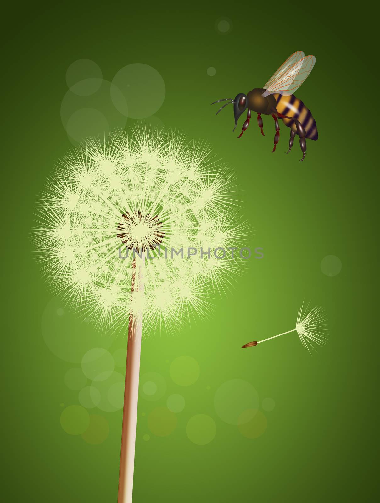 illustration of bee on dandelion by adrenalina