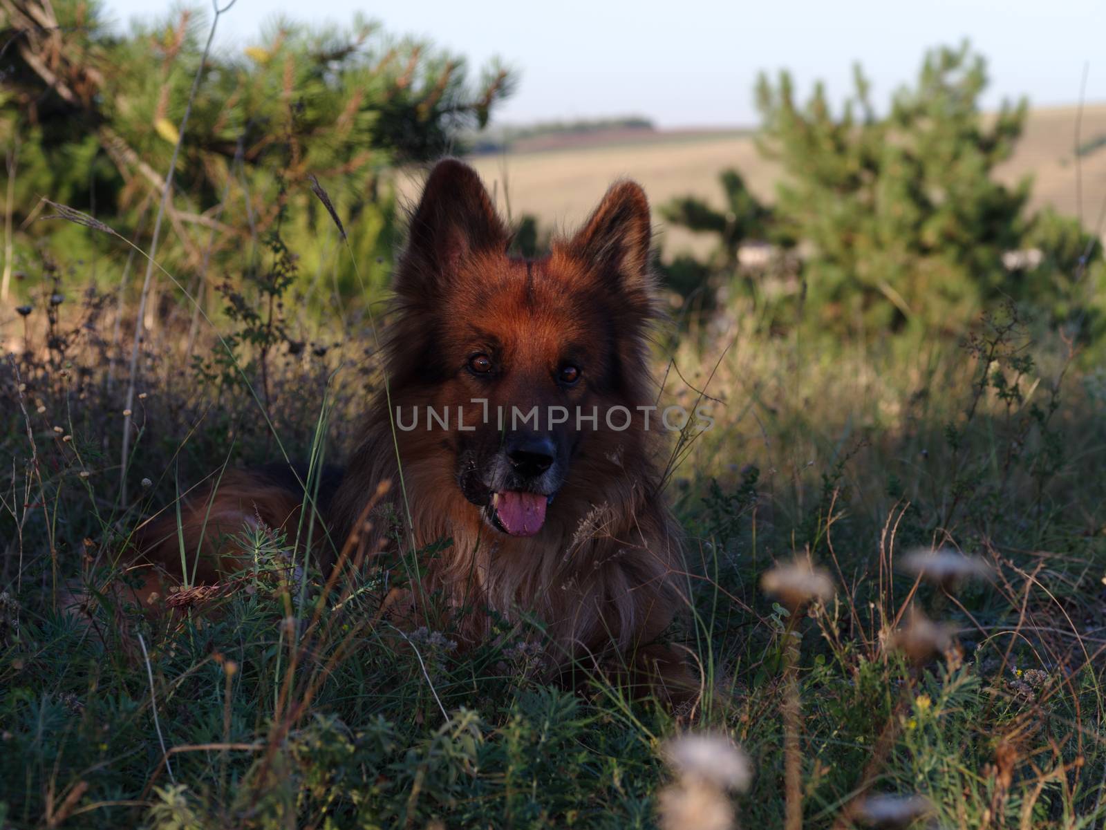 Dog, German shepherd lies on a green grass among by dmitry_derenyuk