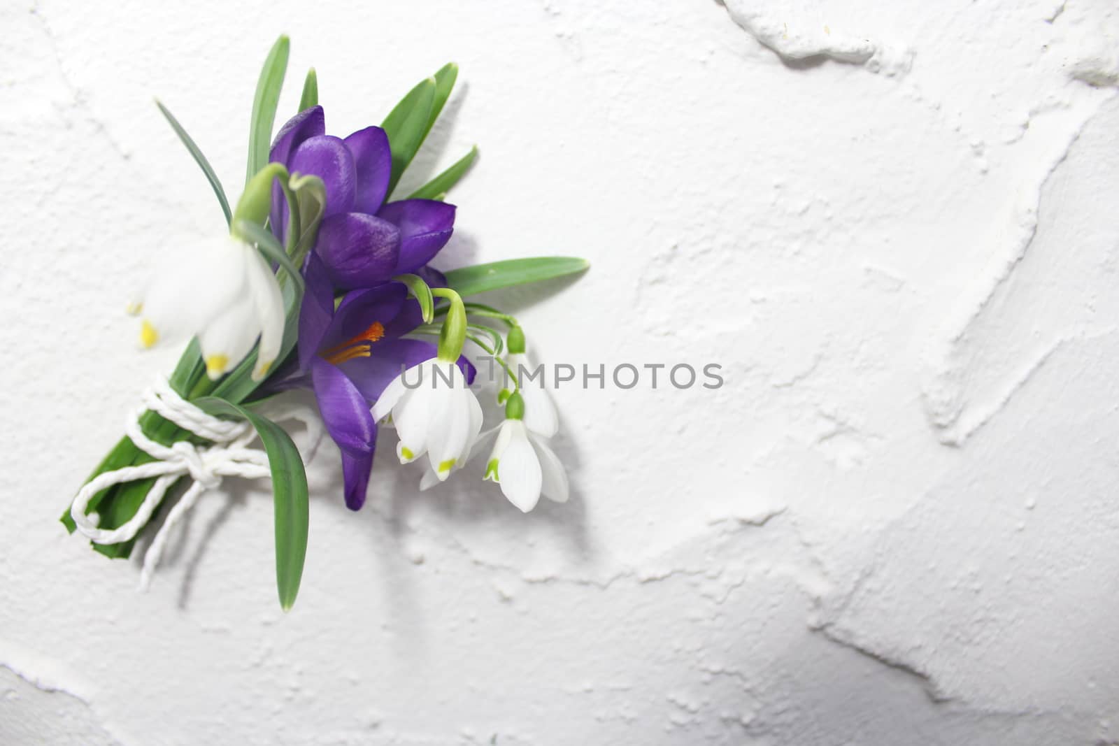 The picture shows different early flowering plants on the wall.