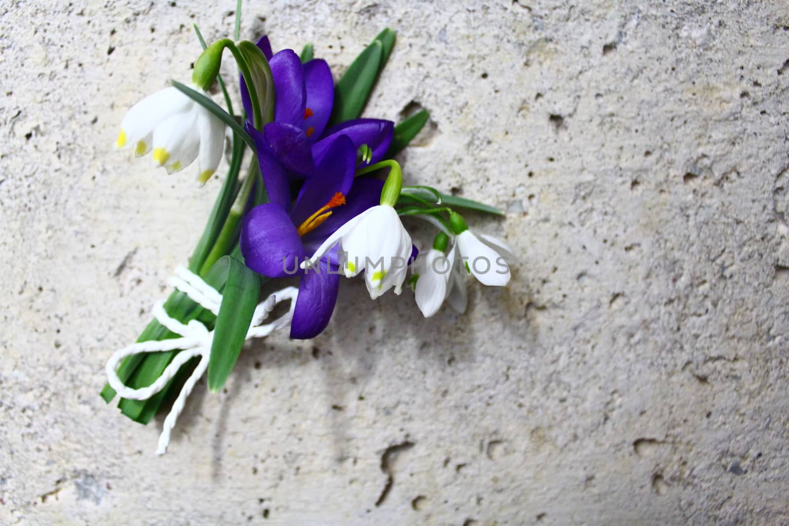 different early flowering plants by martina_unbehauen