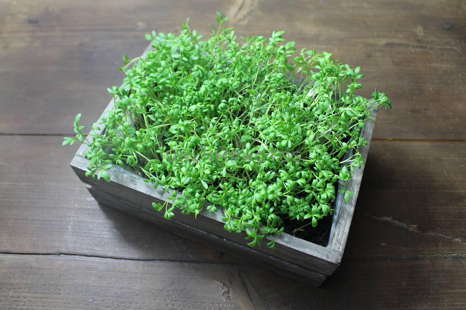 healthy cress on a wooden table by martina_unbehauen