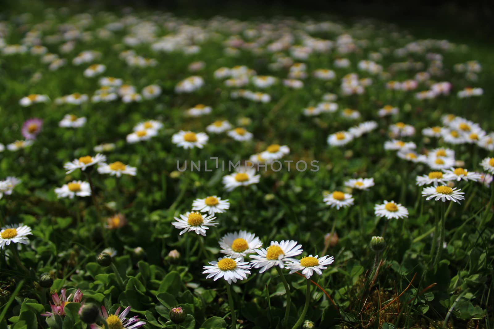 The picture shows a meadow with daisies in the garden.