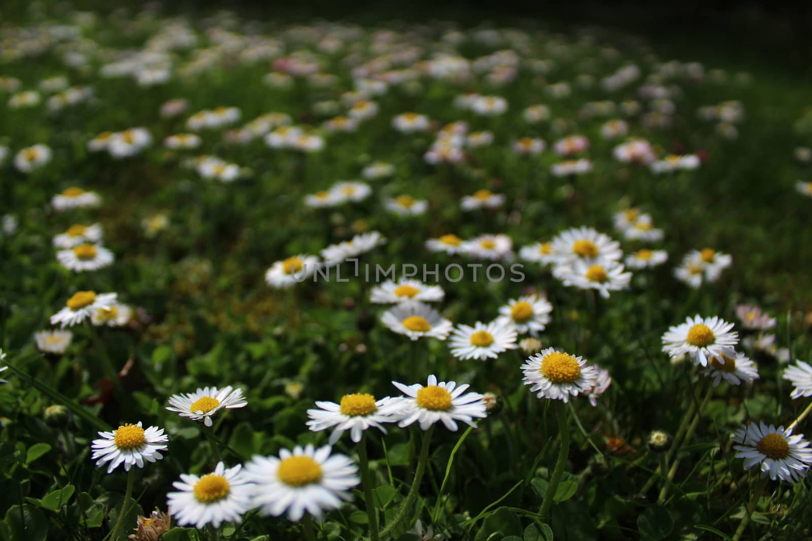 The picture shows a meadow with daisies in summer.