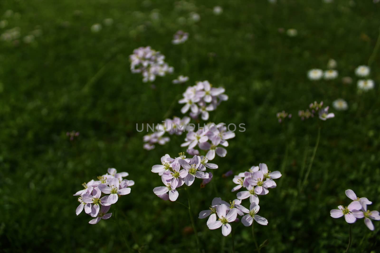 The picture shows a meadow with cuckoo flowers.