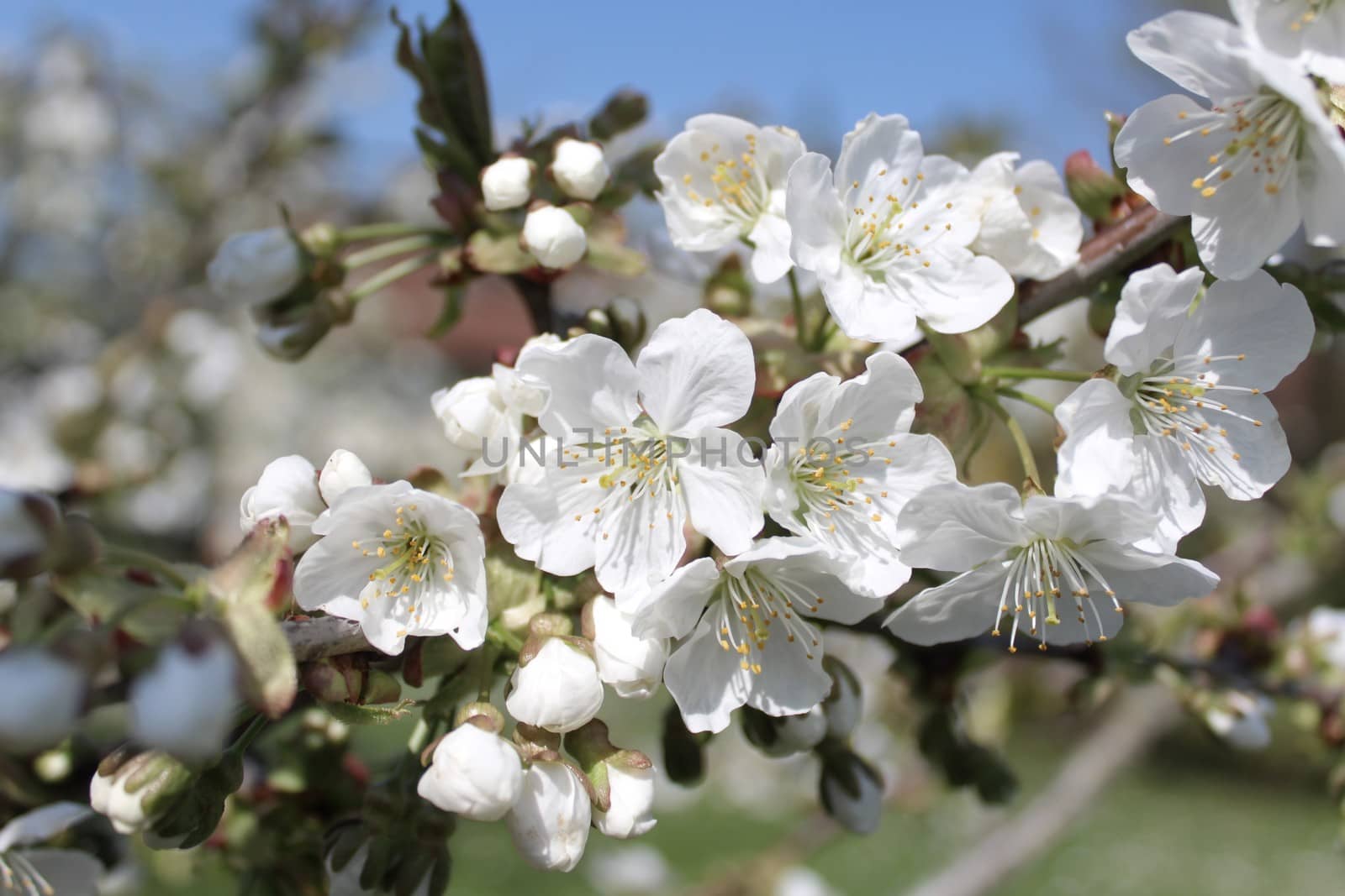 cherry blossoms in the spring by martina_unbehauen