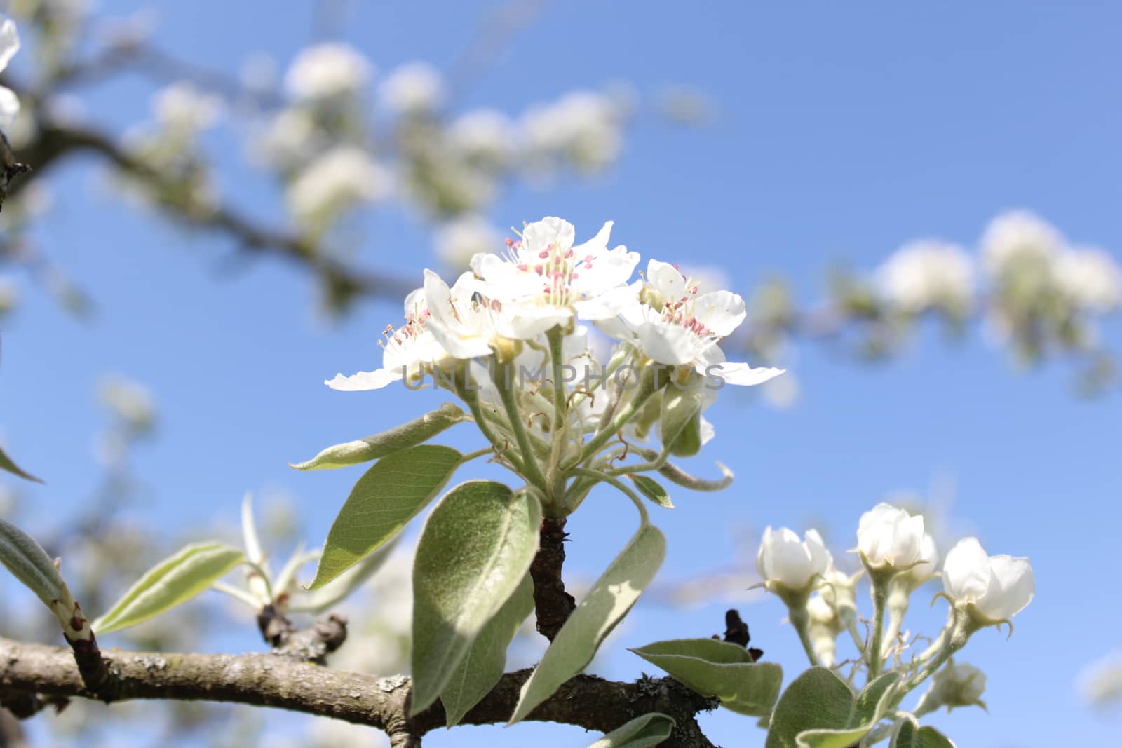 pear blossoms in the garden by martina_unbehauen