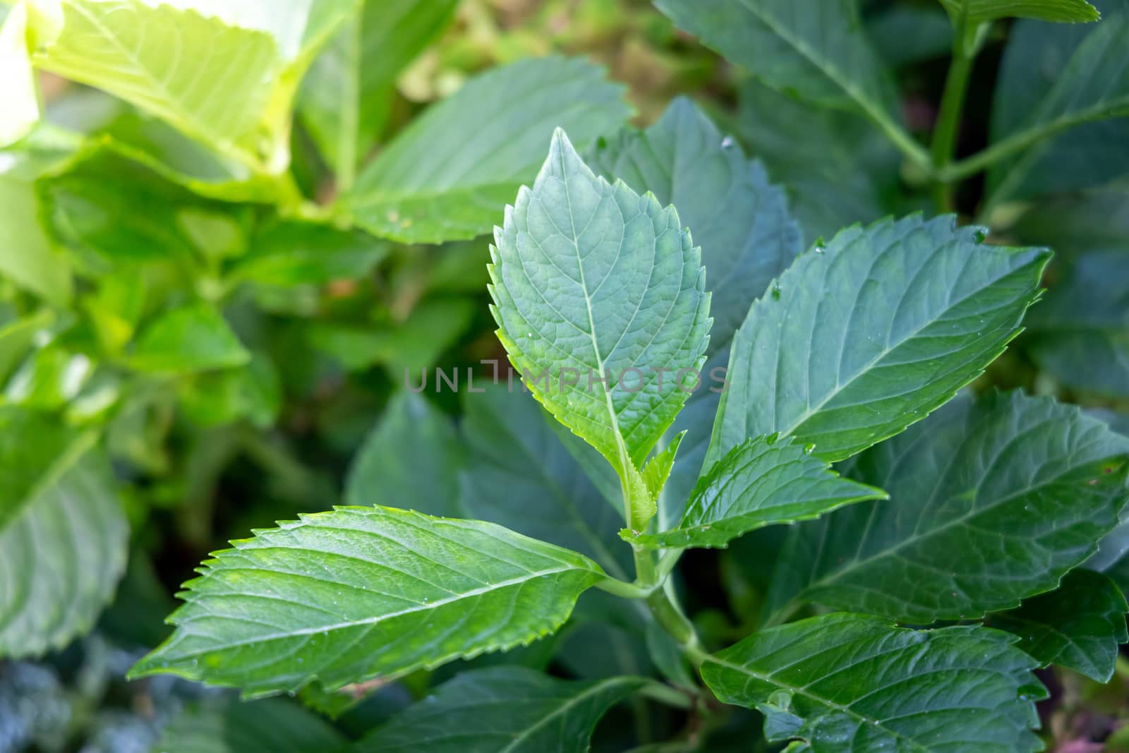 Close Up green leaf under sunlight in the garden. Natural backgr by teerawit