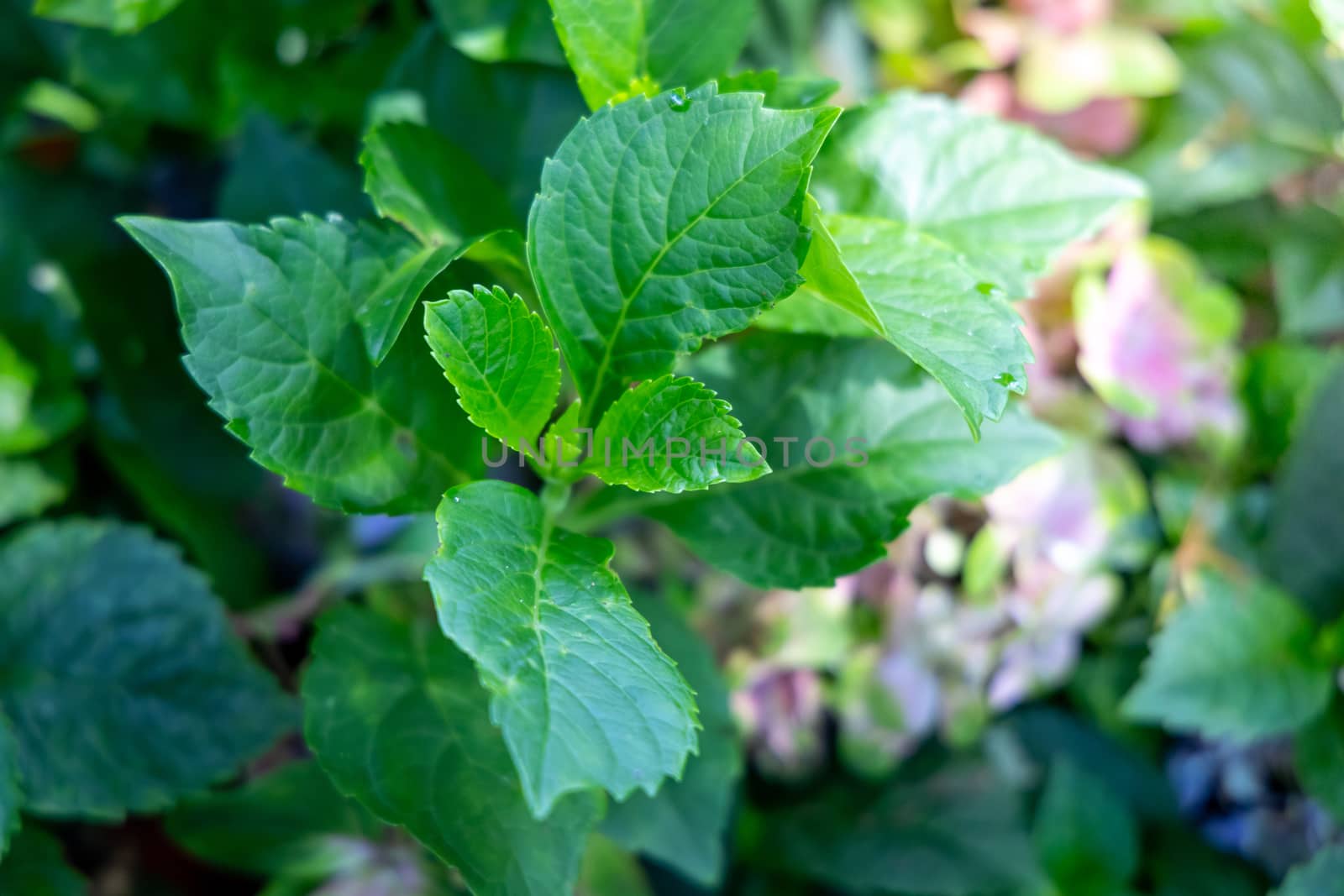 Close Up green leaf under sunlight in the garden. Natural background with copy space.