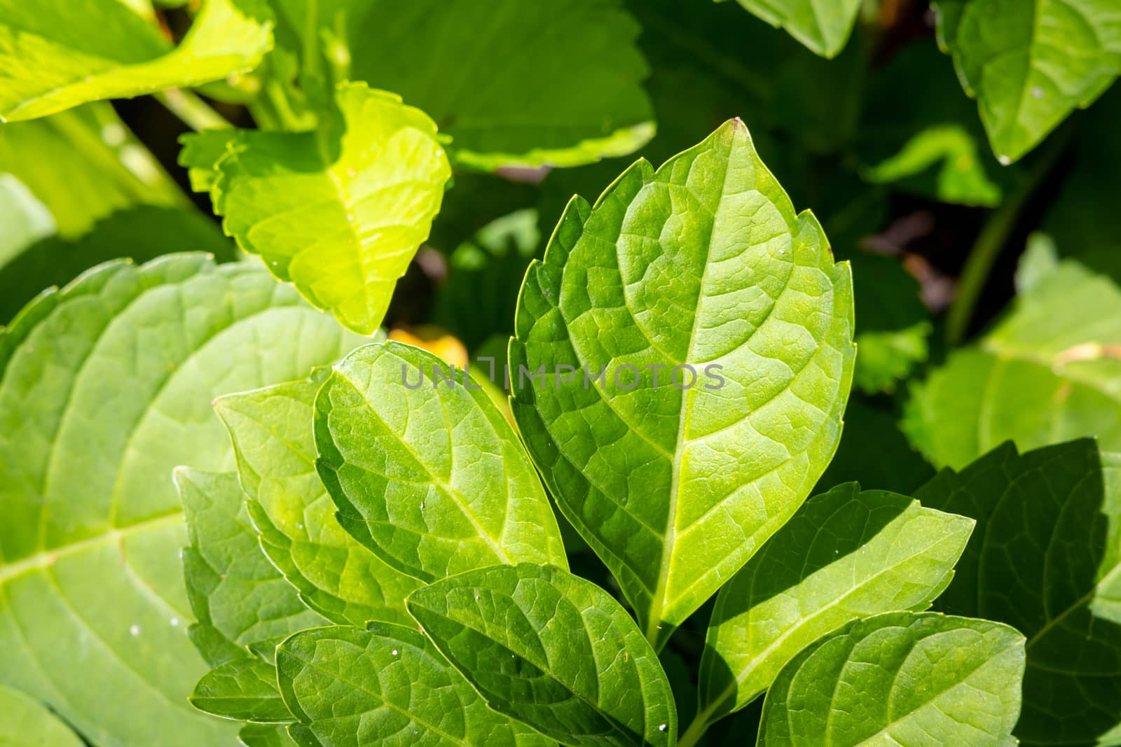 Close Up green leaf under sunlight in the garden. Natural backgr by teerawit