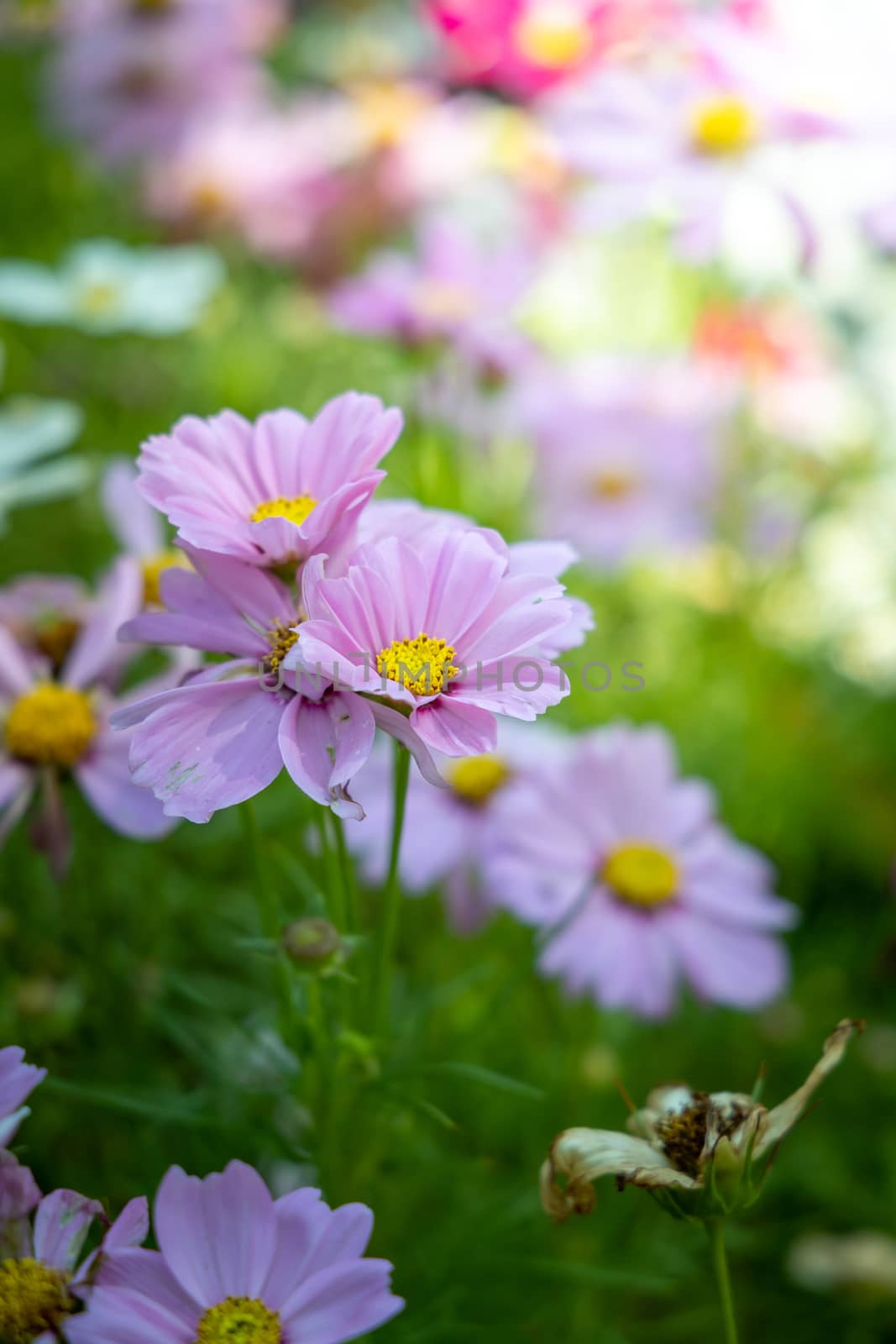 The background image of the colorful flowers, background nature