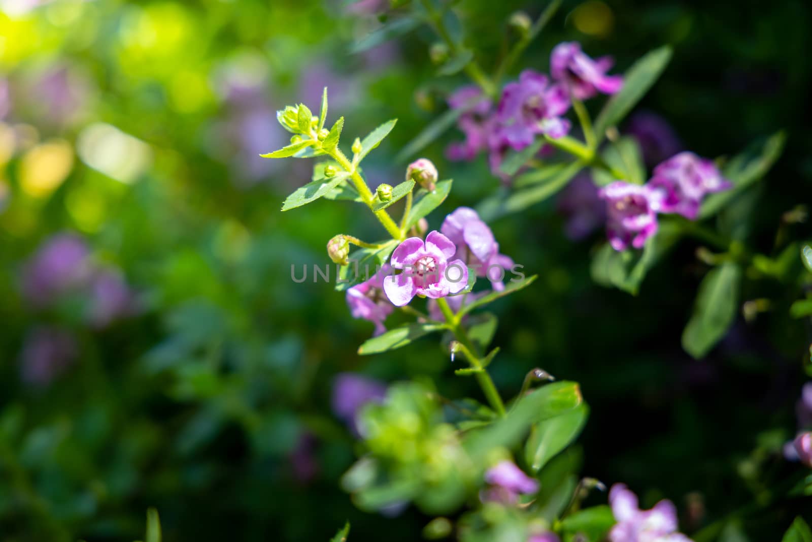 The background image of the colorful flowers, background nature