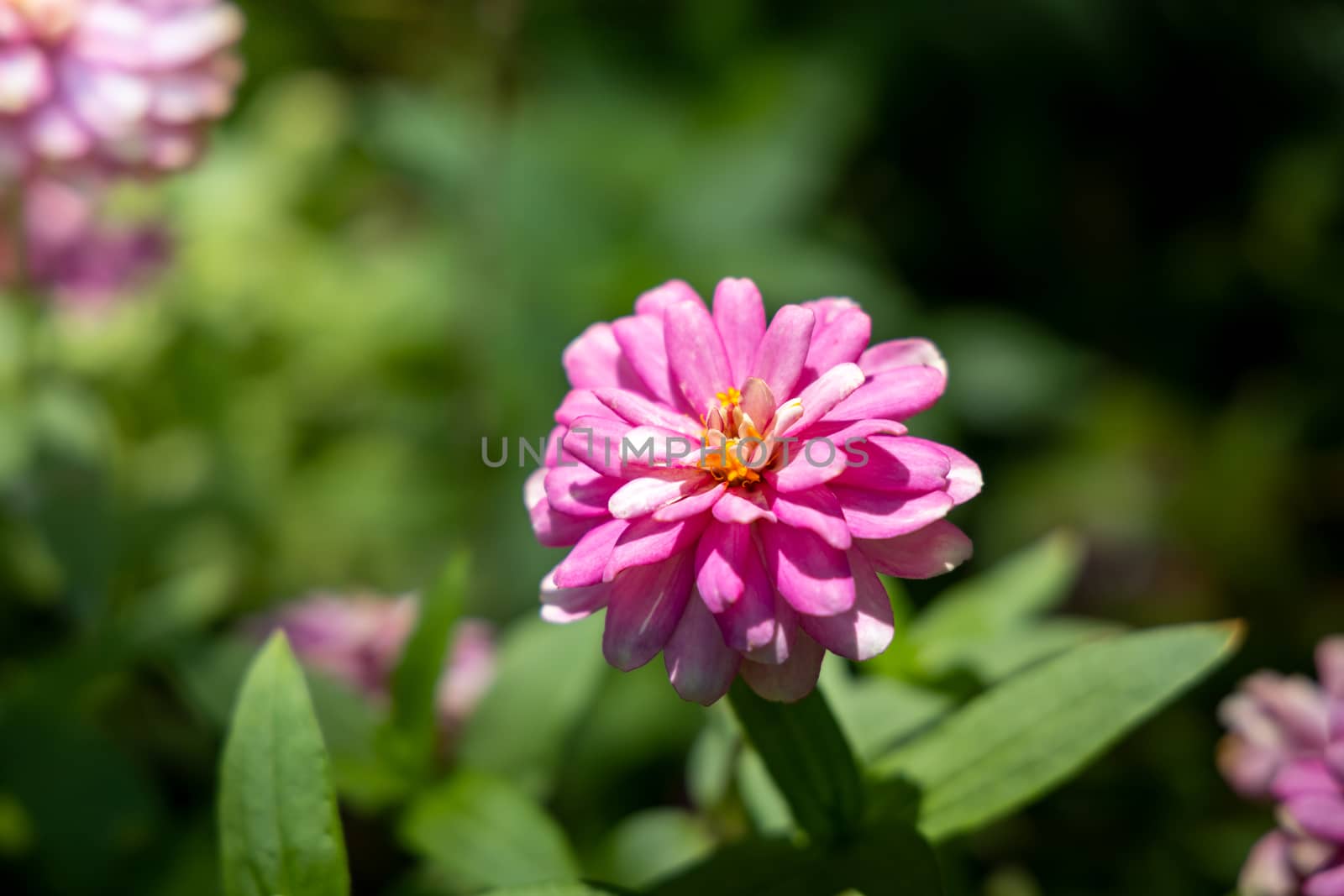 The background image of the colorful flowers, background nature