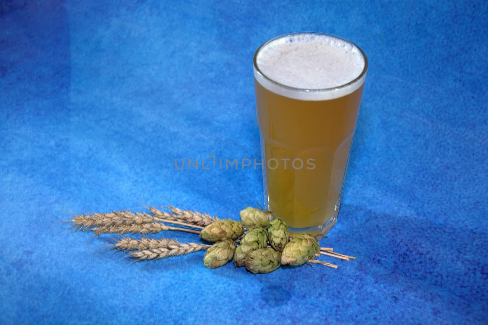 Glass of wheat beer with foam, hops and ears of corn on a blue background. Close-up.