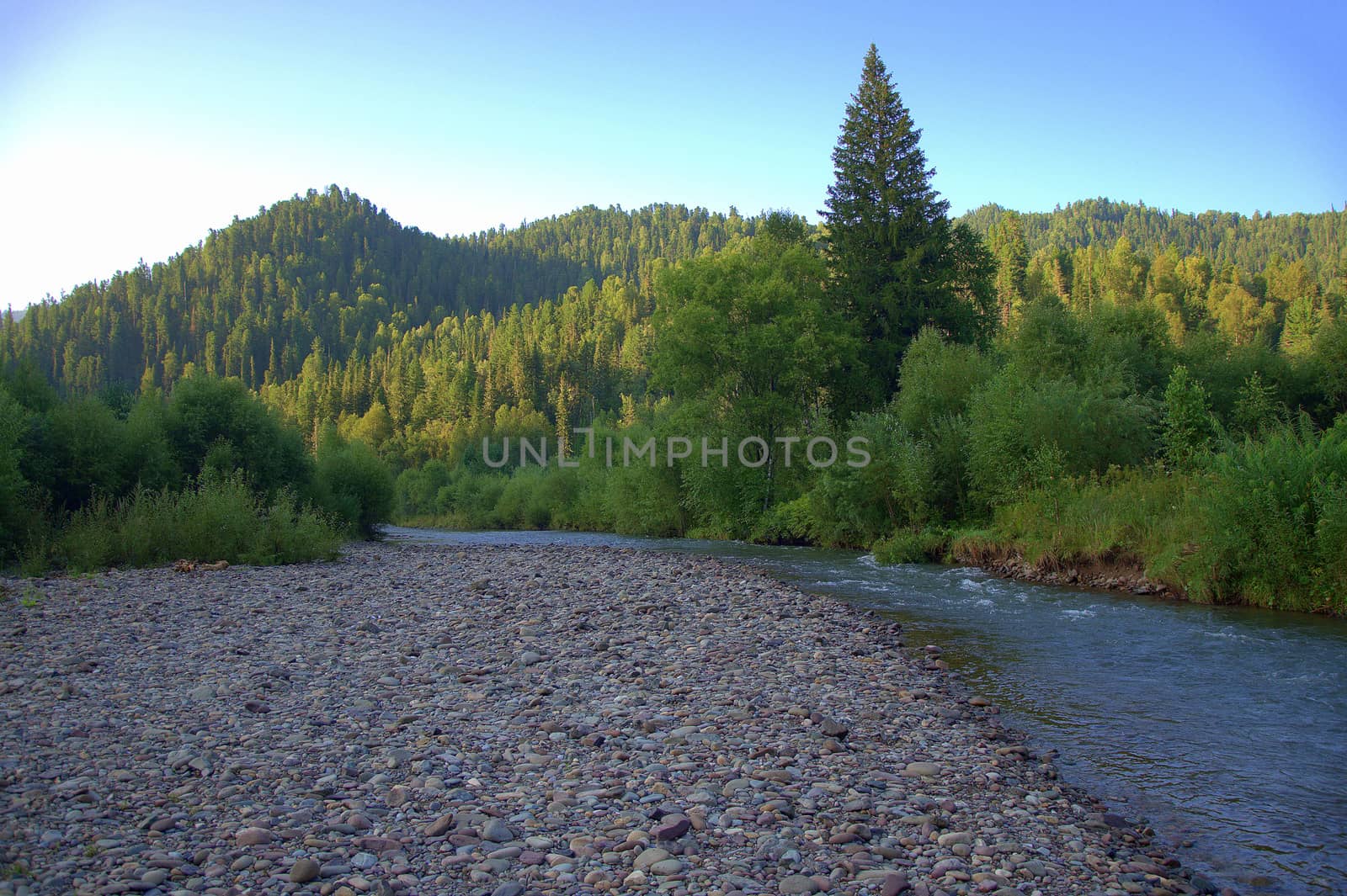 Pebble shore on the bend of a mountain river flowing through the morning taiga. Altai, Siberia, Russia.