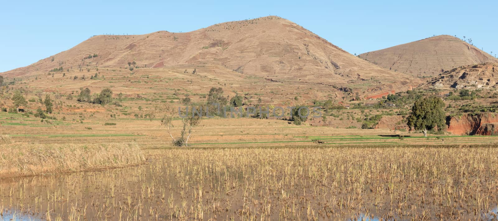 Agricultural fields in Madagascar, food for the local people
