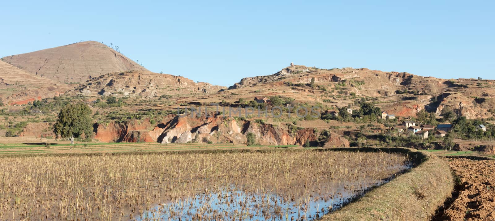 Agricultural fields in Madagascar, food for the local people