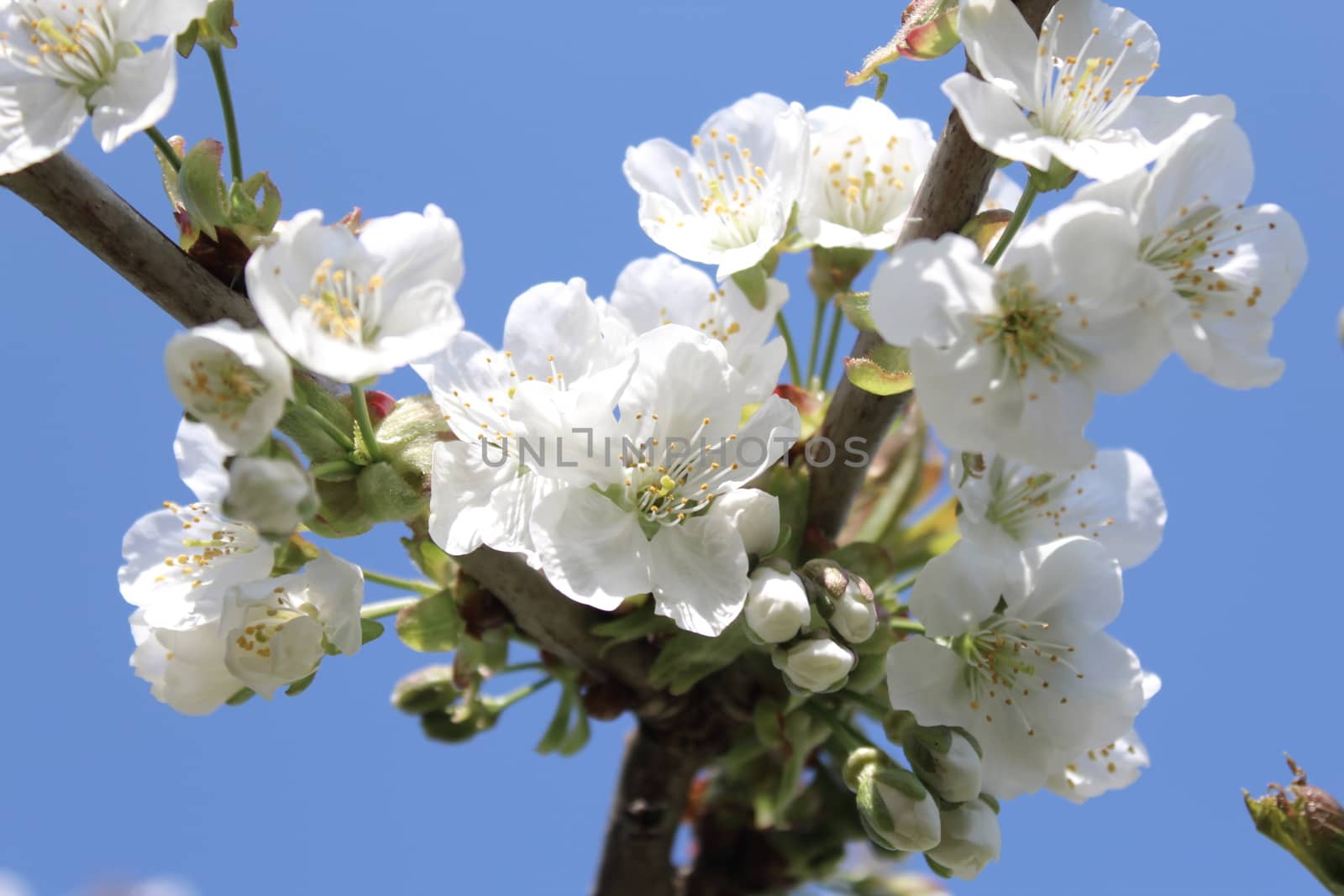 The picture shows cherry blossoms in the spring.